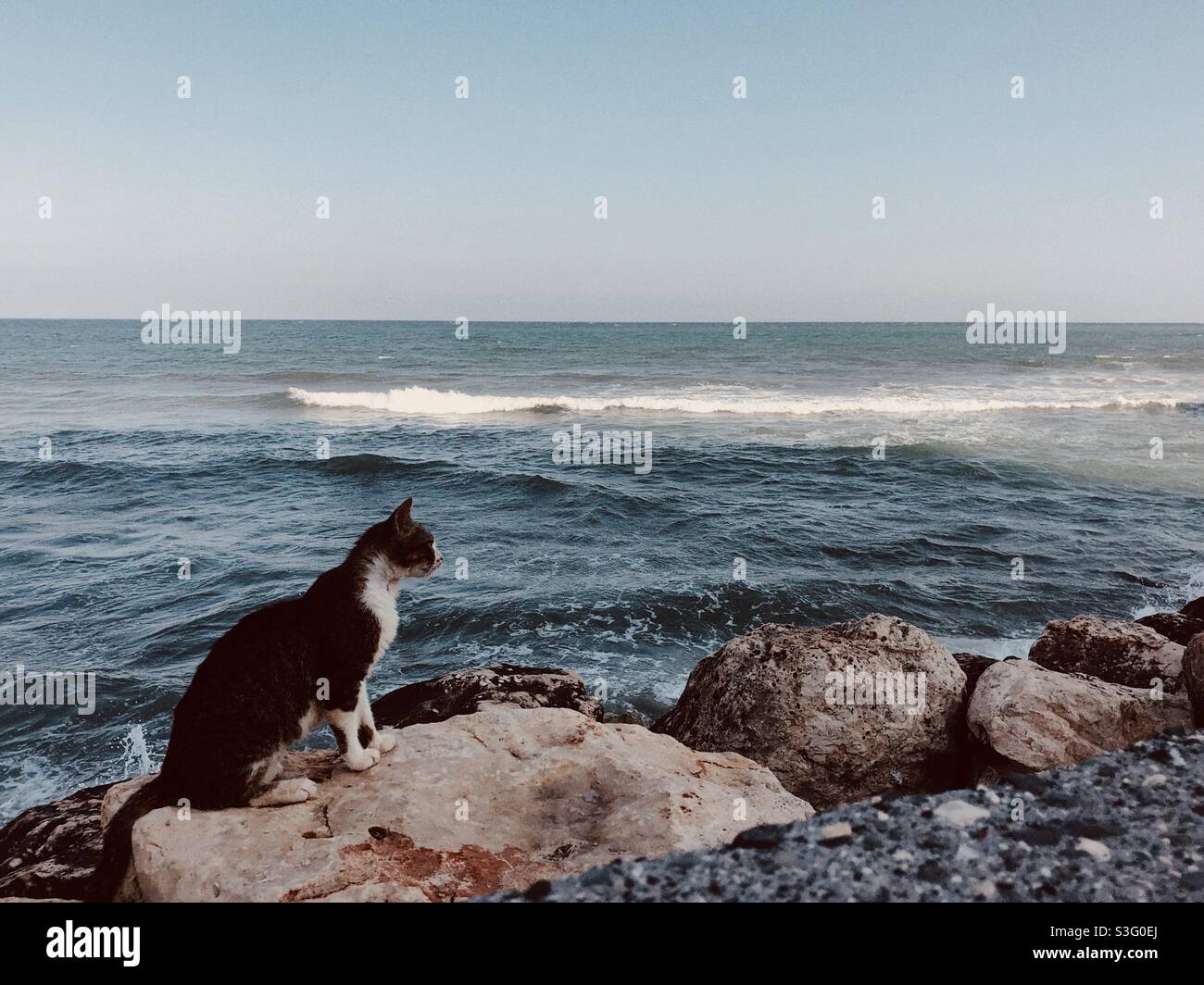Stray cat sitting on a rock by the sea Stock Photo