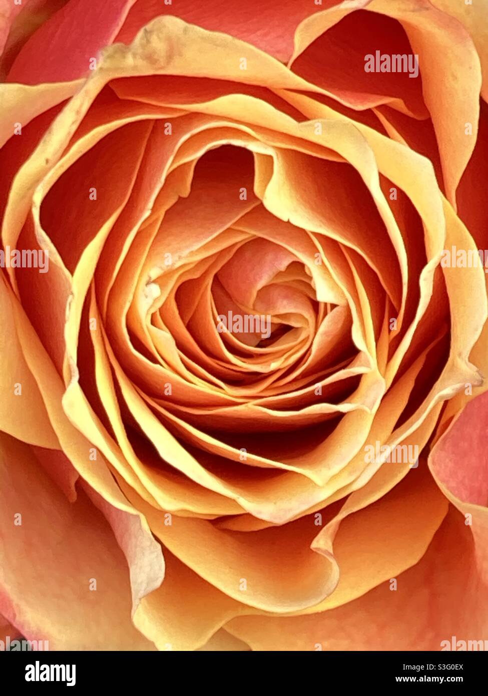 Variegated rose hi-res stock photography and images - Alamy