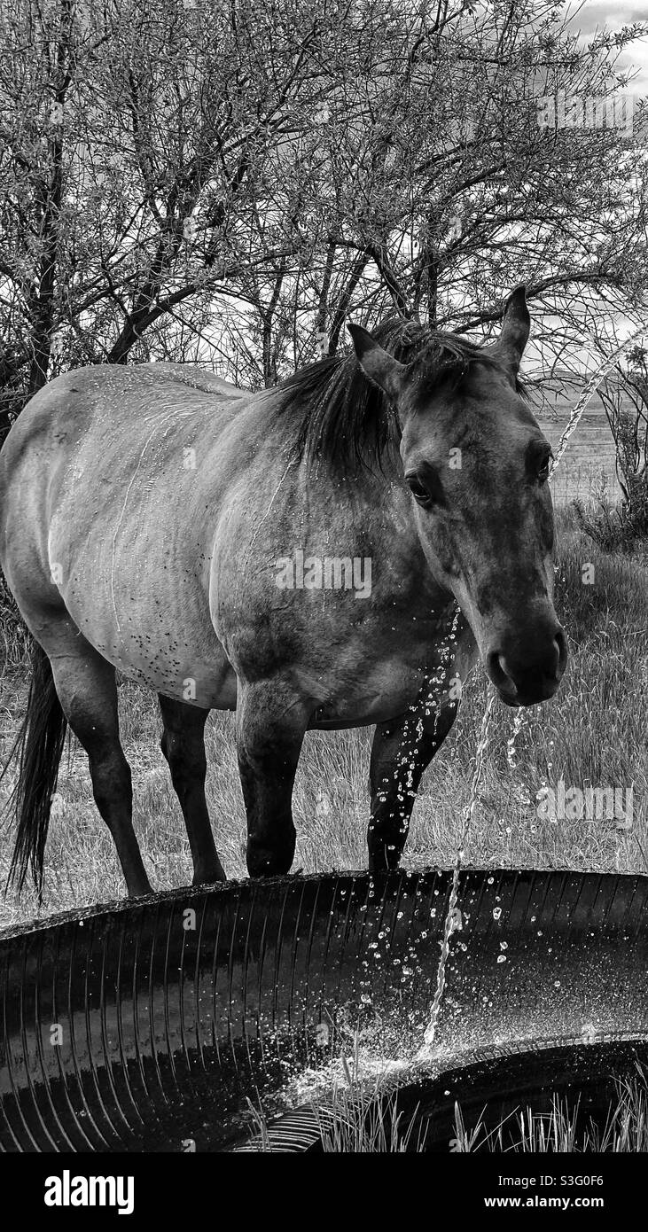 Wet Horse is a Happy Horse Stock Photo Alamy