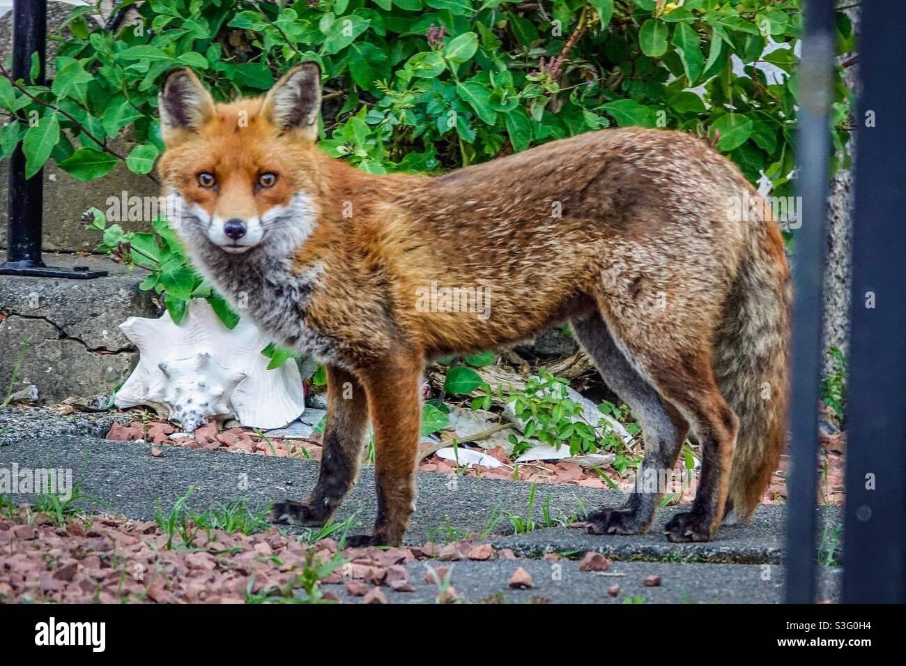 A red urban fox Stock Photo - Alamy