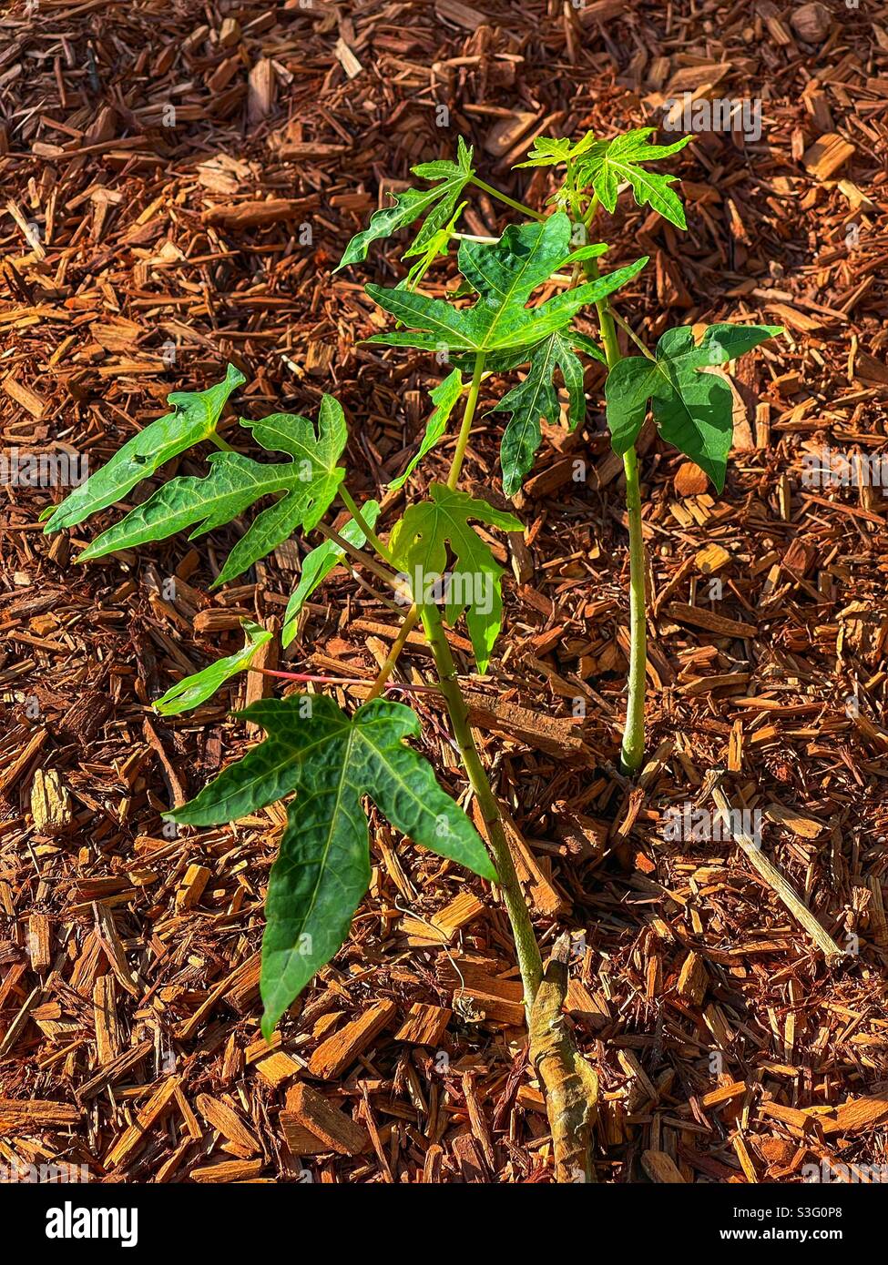 Papaya trees grown from seed developing in a garden bed Stock Photo