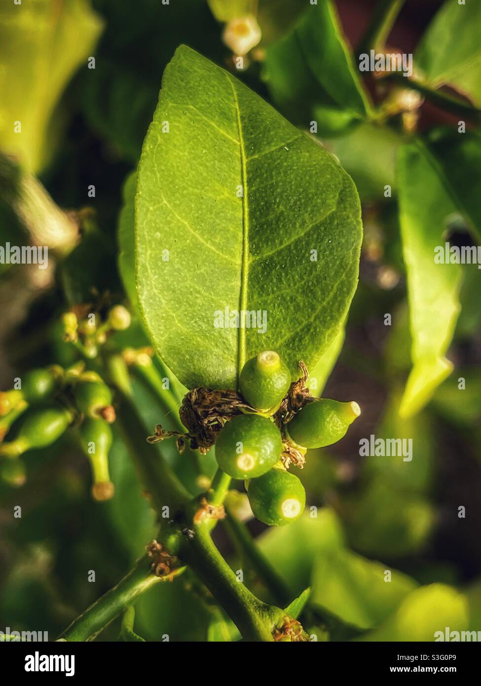 Limes beginning to develop on a potted lime tree - Smartphone Captured Stock Image