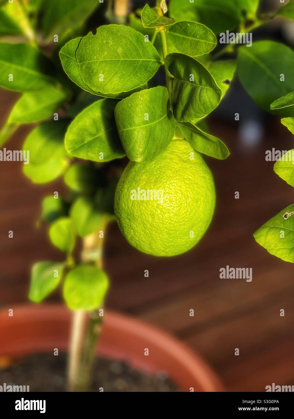 Lemon fruit ripening on a potted lemon tree Stock Photo - Alamy