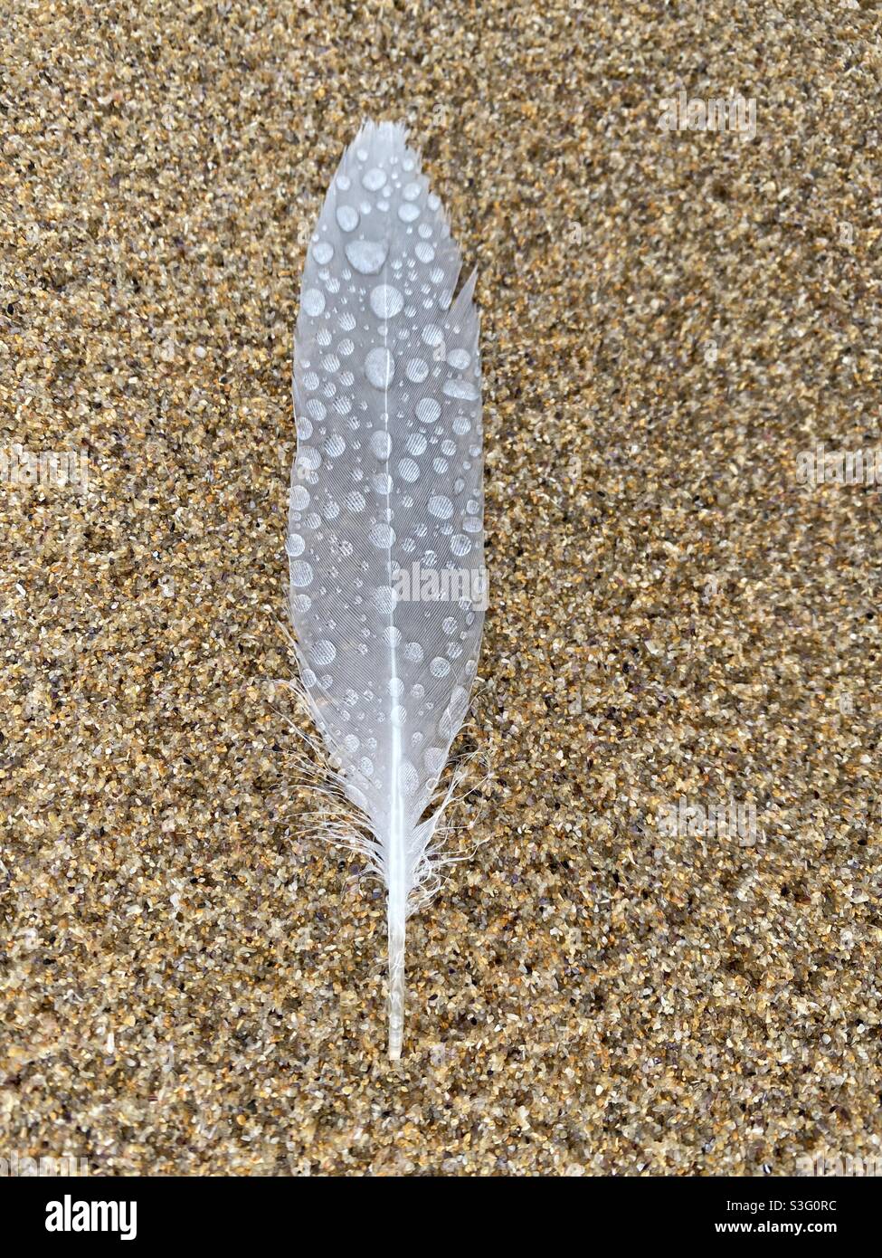 White feather on sand with water drops. Vertical nature background birds feather. Coastal theme of bird life, closeup detail on sand, white feather and rain drops. Stock Photo
