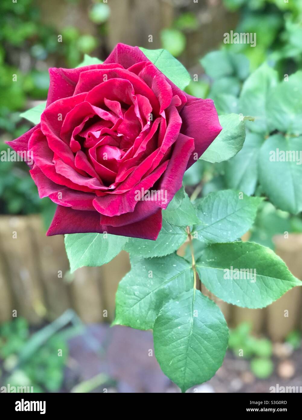 Meilland rose hi-res stock photography and images - Alamy