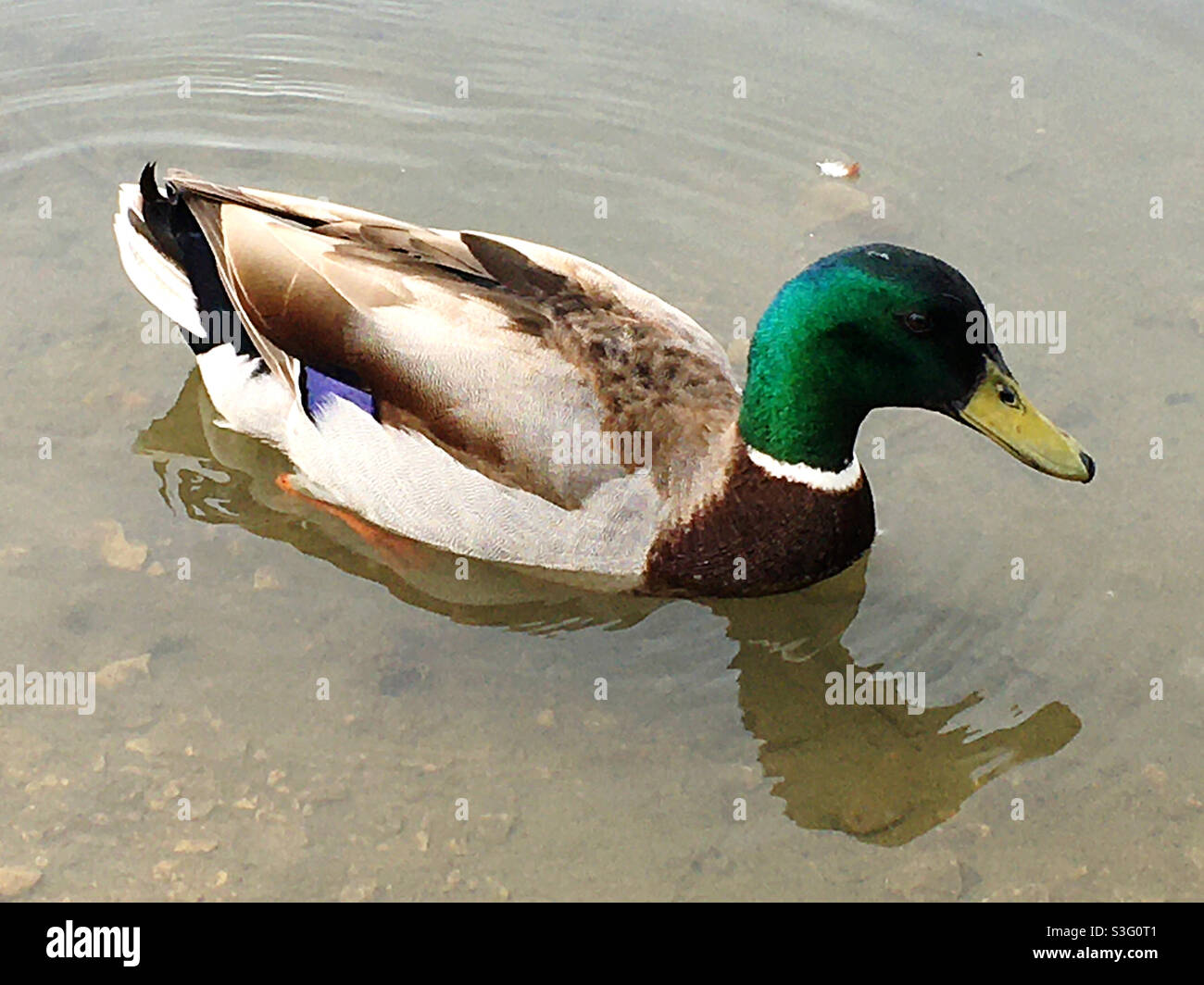 Mallard duck - Smartphone Captured Stock Image