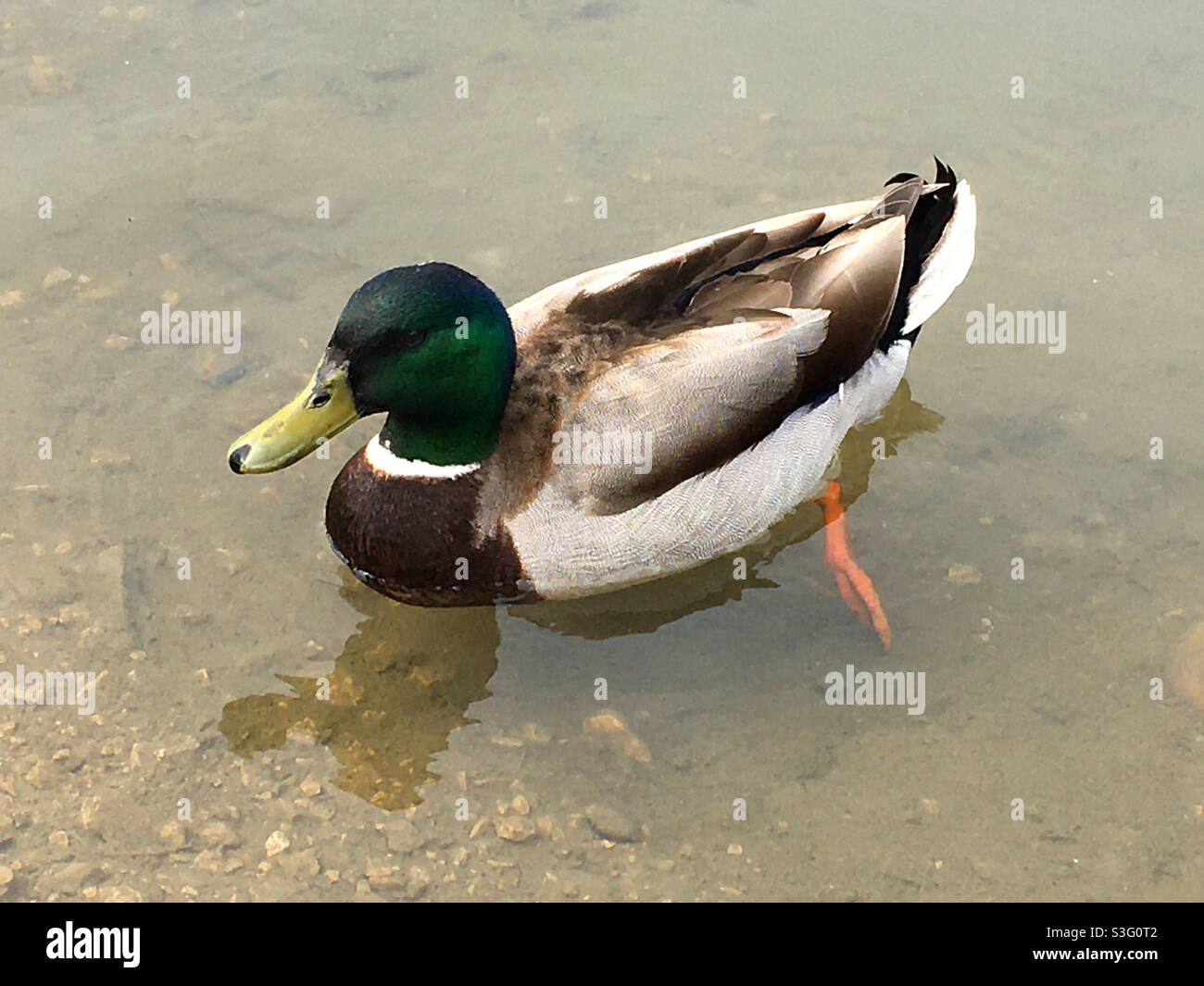 Mallard duck - Smartphone Captured Stock Image