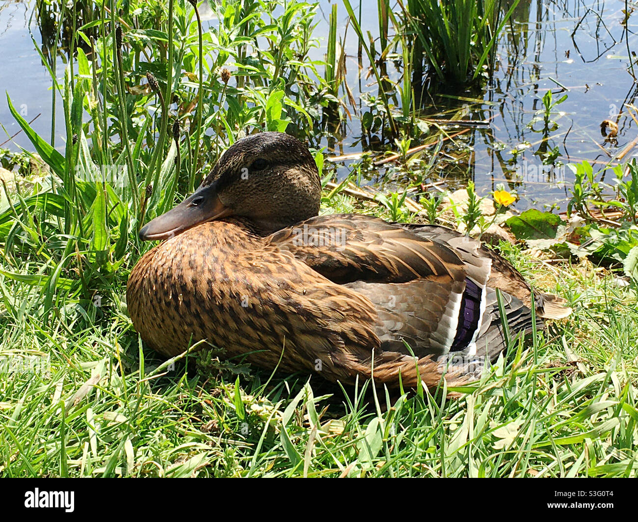 Mallard duck - Smartphone Captured Stock Image