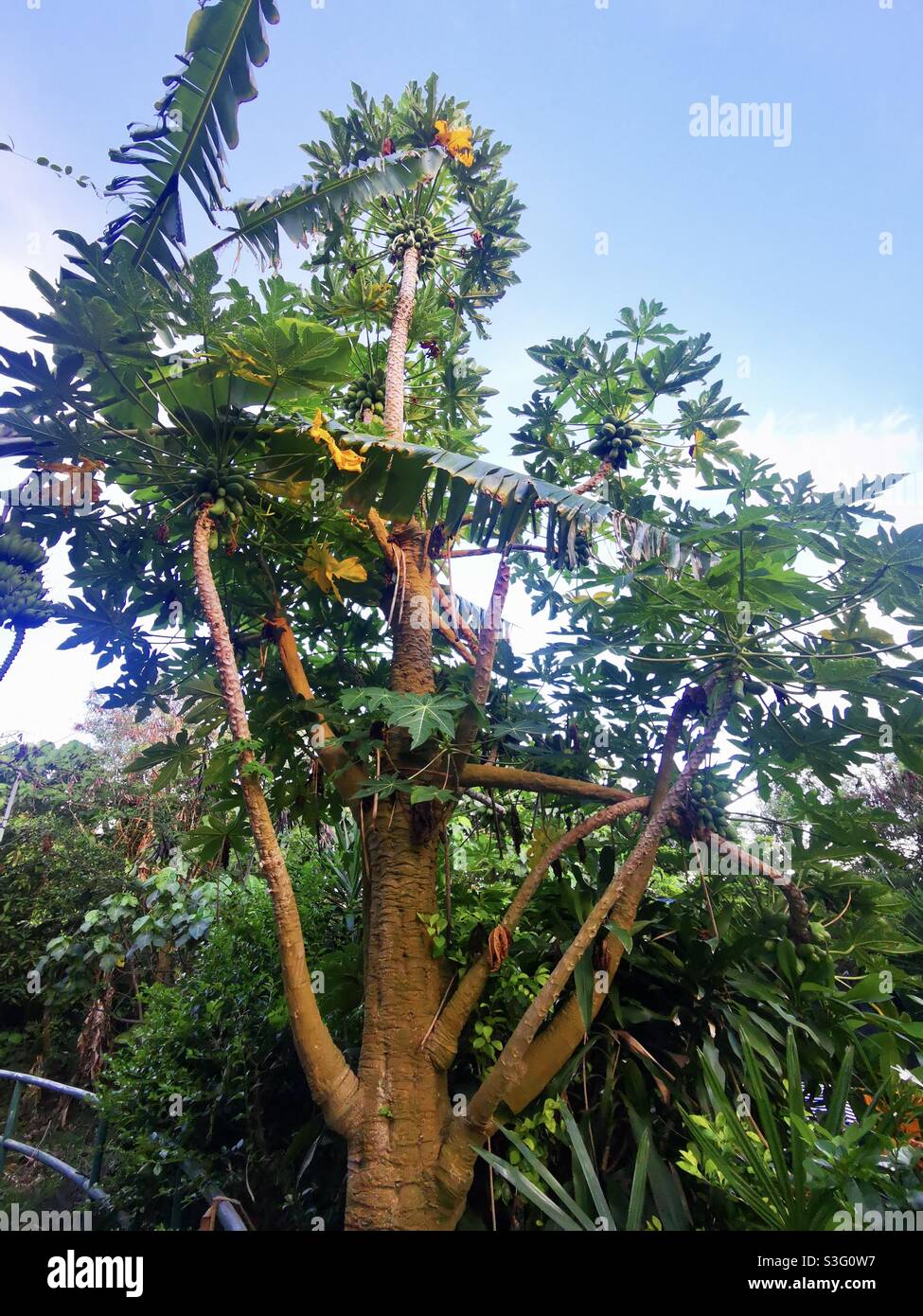 A giant papaya tree on Lamma island in Hong Kong. - Smartphone Captured Stock Image