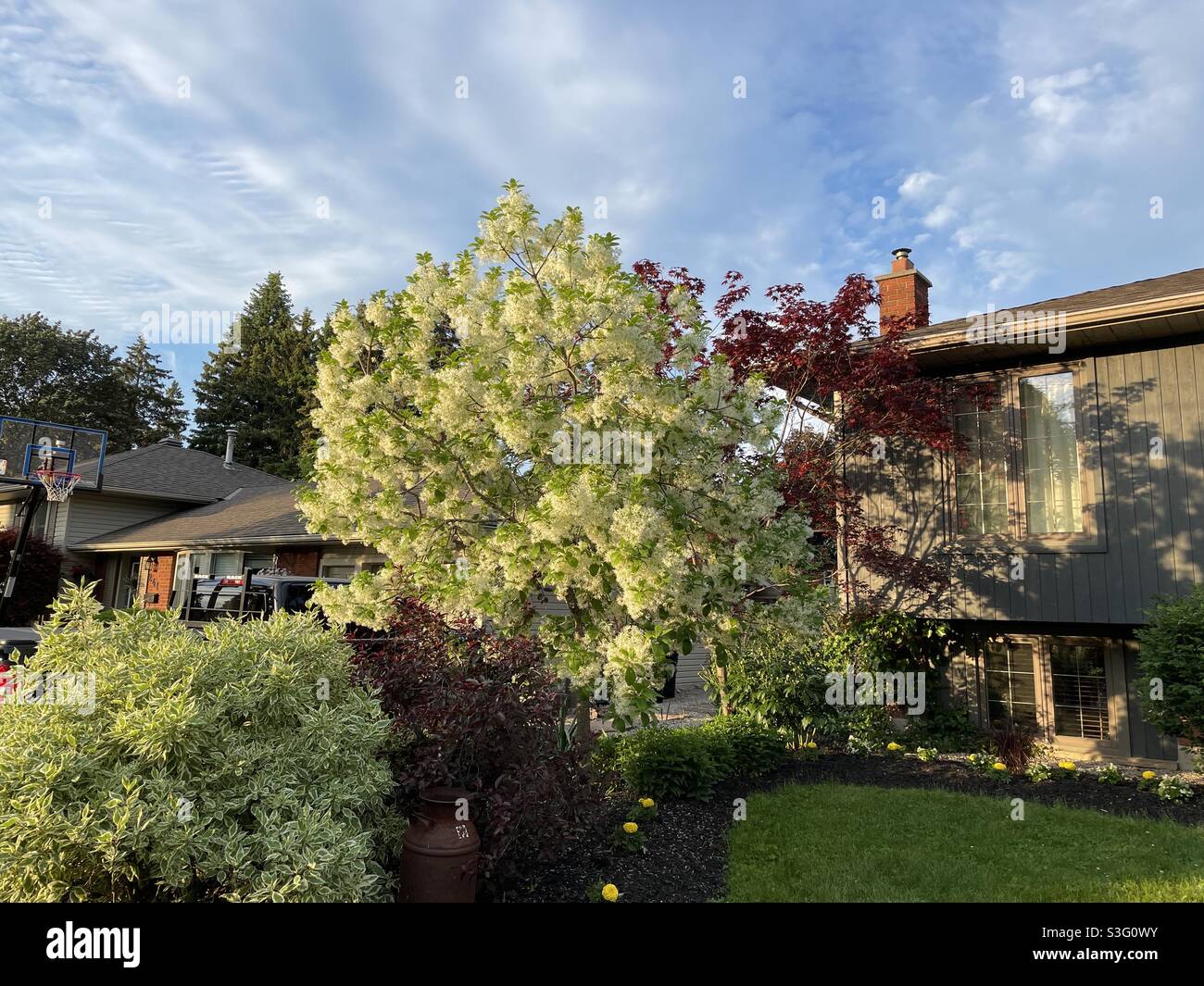 Front tree in bloom, with unusual clouds in a spring blue sky. - Smartphone Captured Stock Image