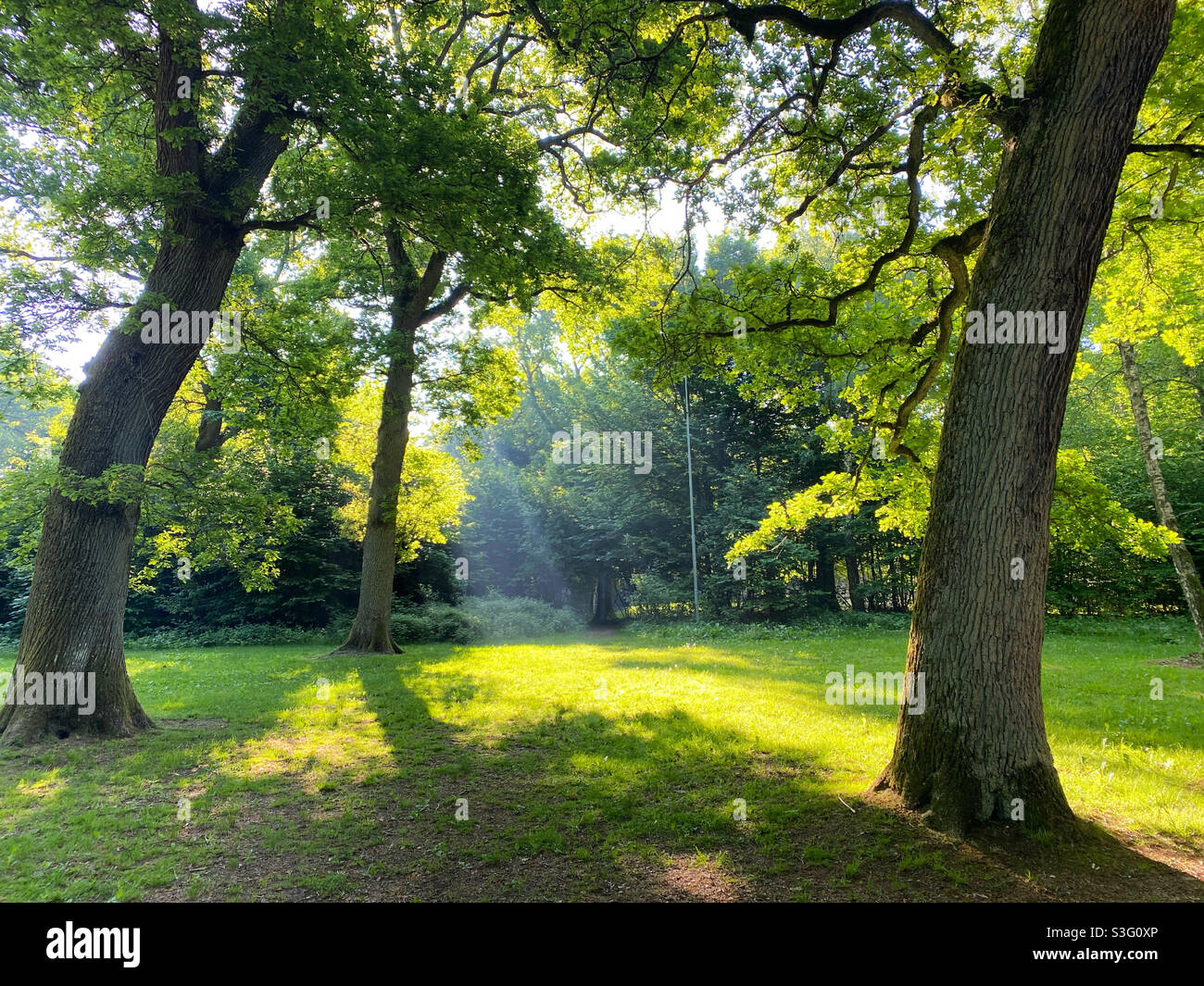 Green forest sun rays rays hi-res stock photography and images - Alamy