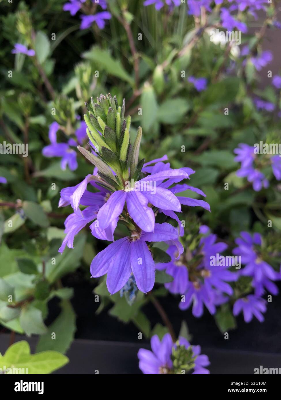 Beautiful deep violet bloom in a garden. - Smartphone Captured Stock Image