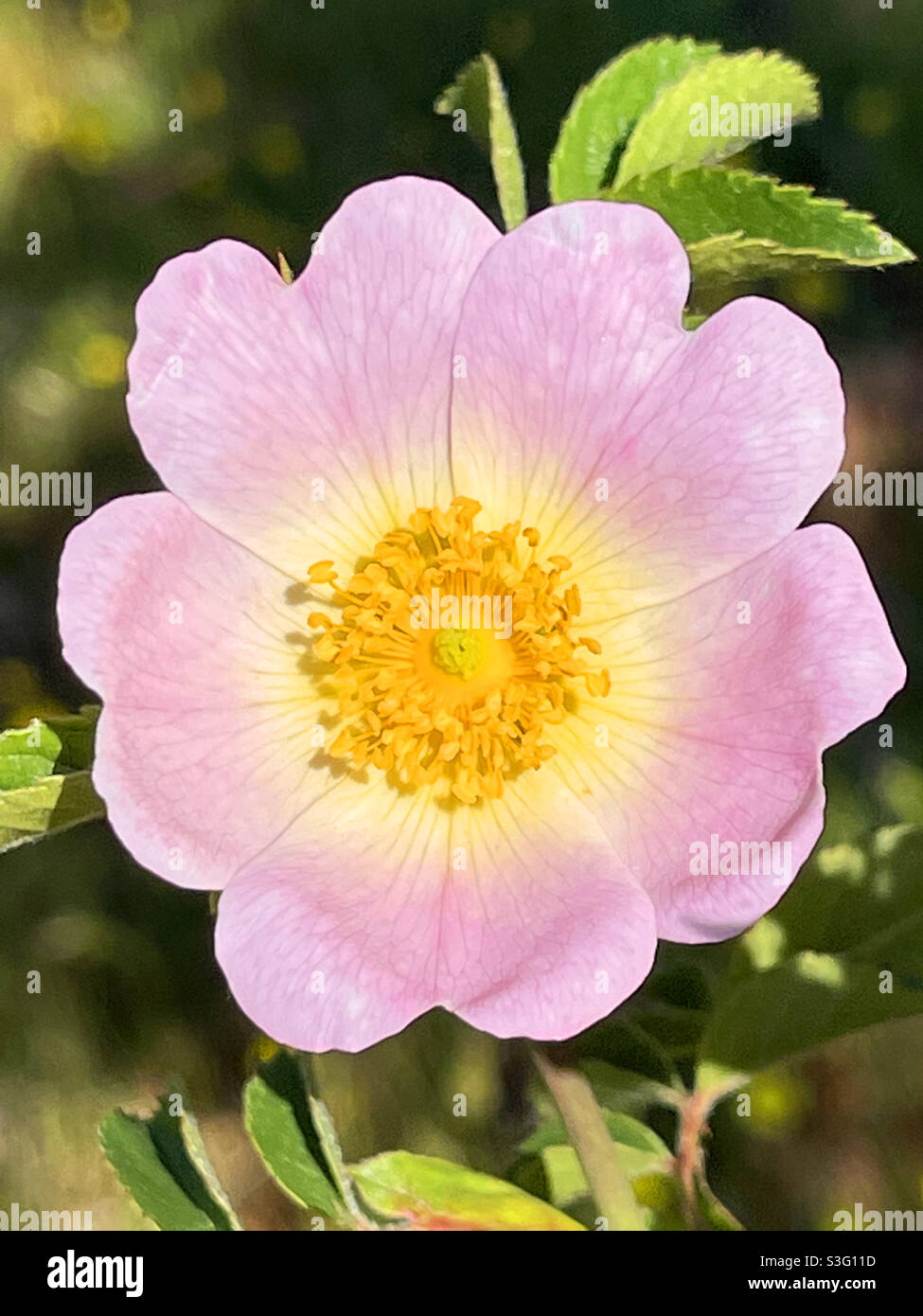 Dog-rose flower - Smartphone Captured Stock Image