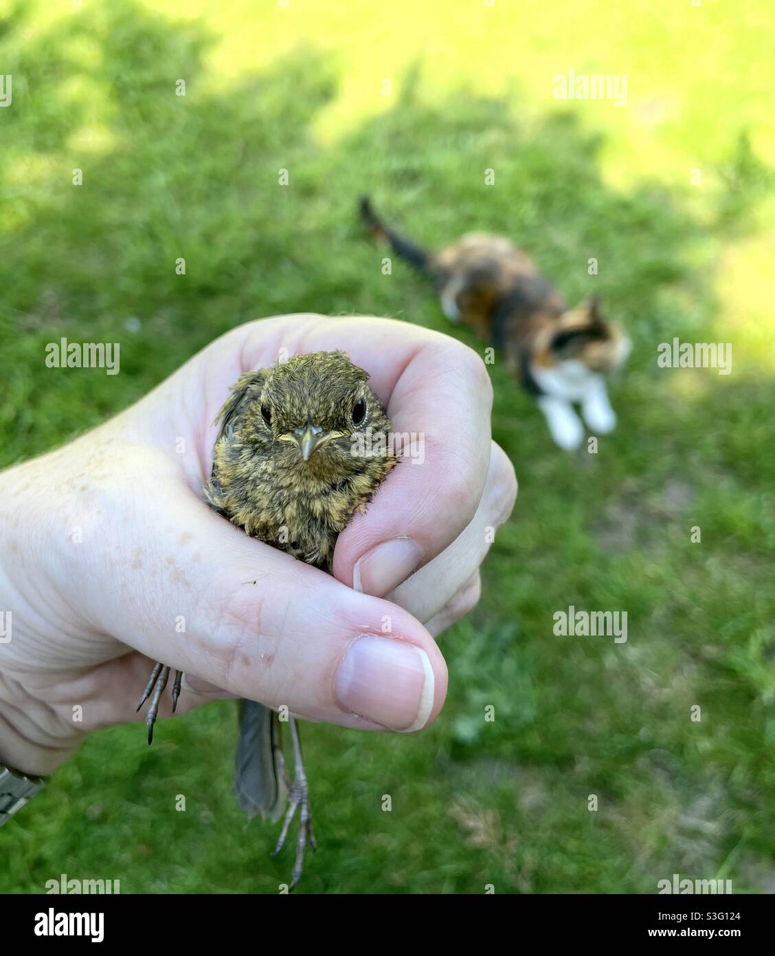 A bird in the hand Stock Photo