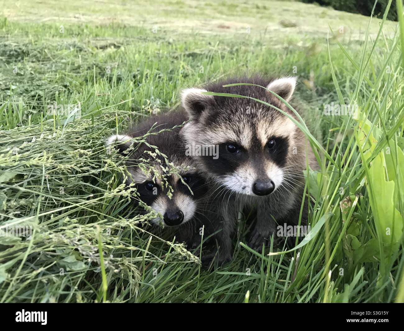Baby raccoons Stock Photo
