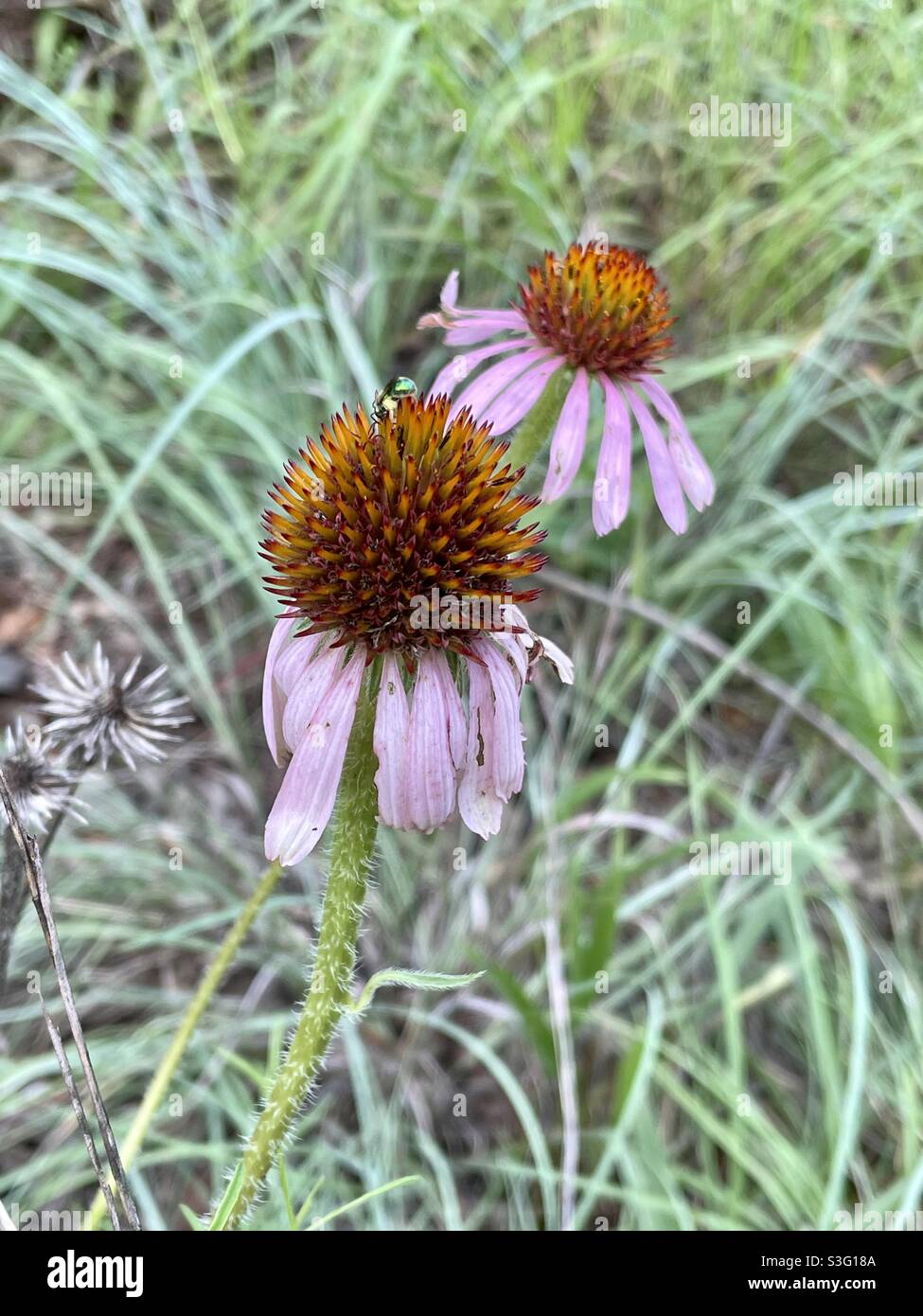 Purple coneflower beginning to wilt in Texas heat Stock Photo Alamy
