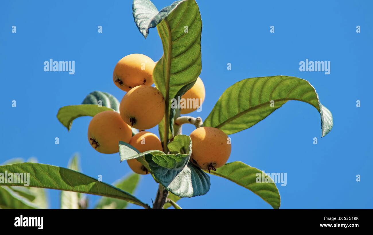 Loquat tree and its fruits with green leaves in nature Stock Photo