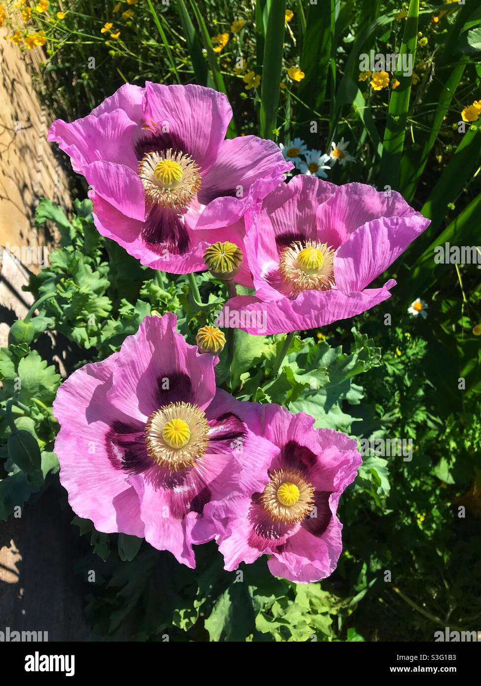 Giant purple poppies in flower in a wild corner of an allotment garden UK in June 2021 - Smartphone Captured Stock Image