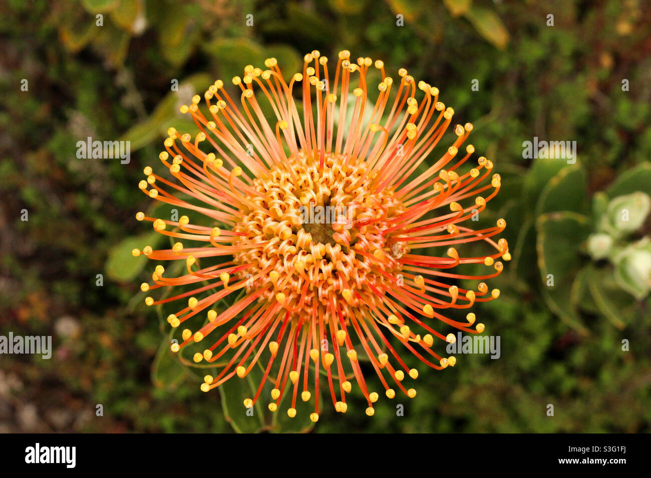 Hawaiian Protea Banksia Stock Photo