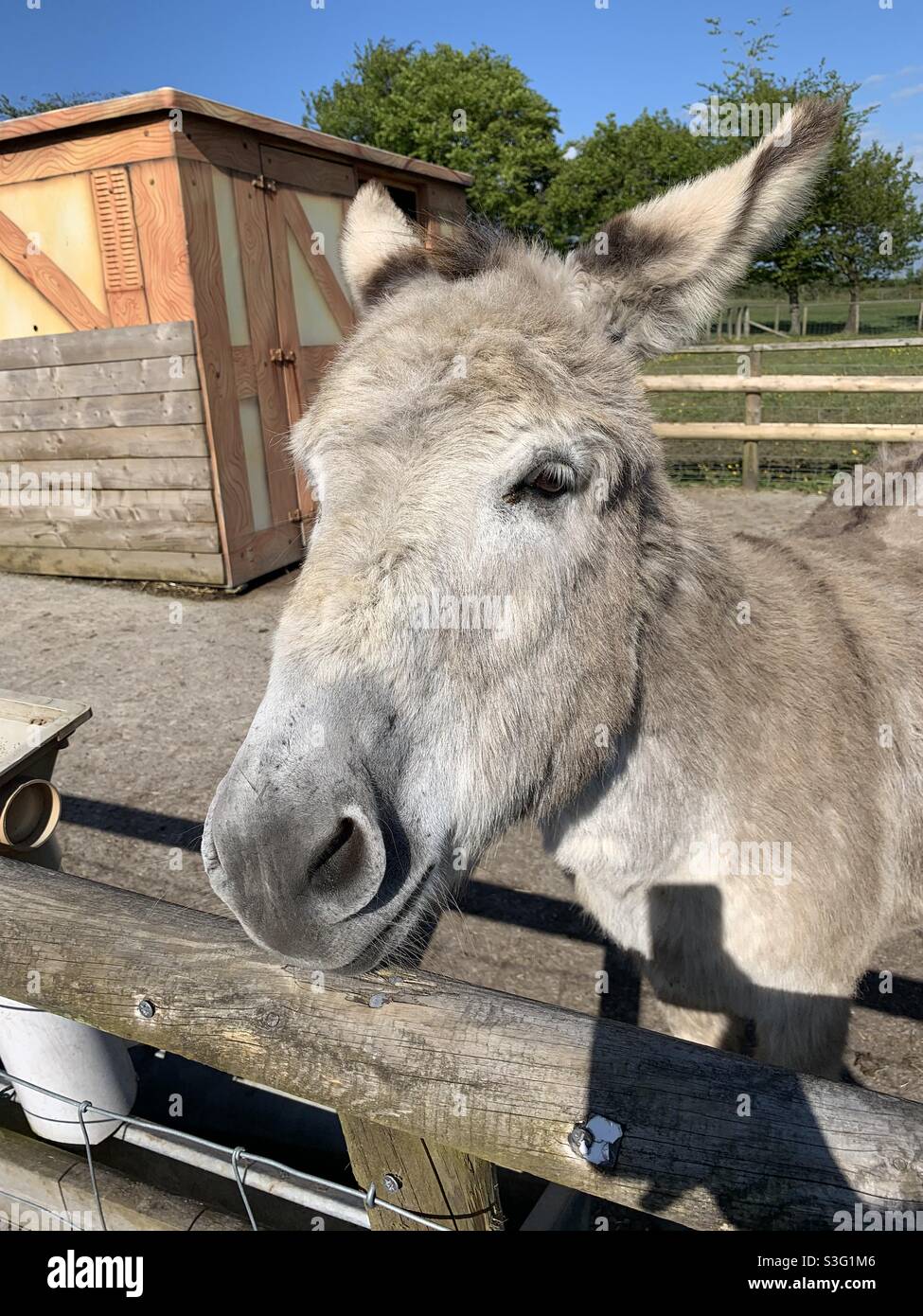 Say hello Donkey In Wigglys Farm South Wales UK - Smartphone Captured Stock Image