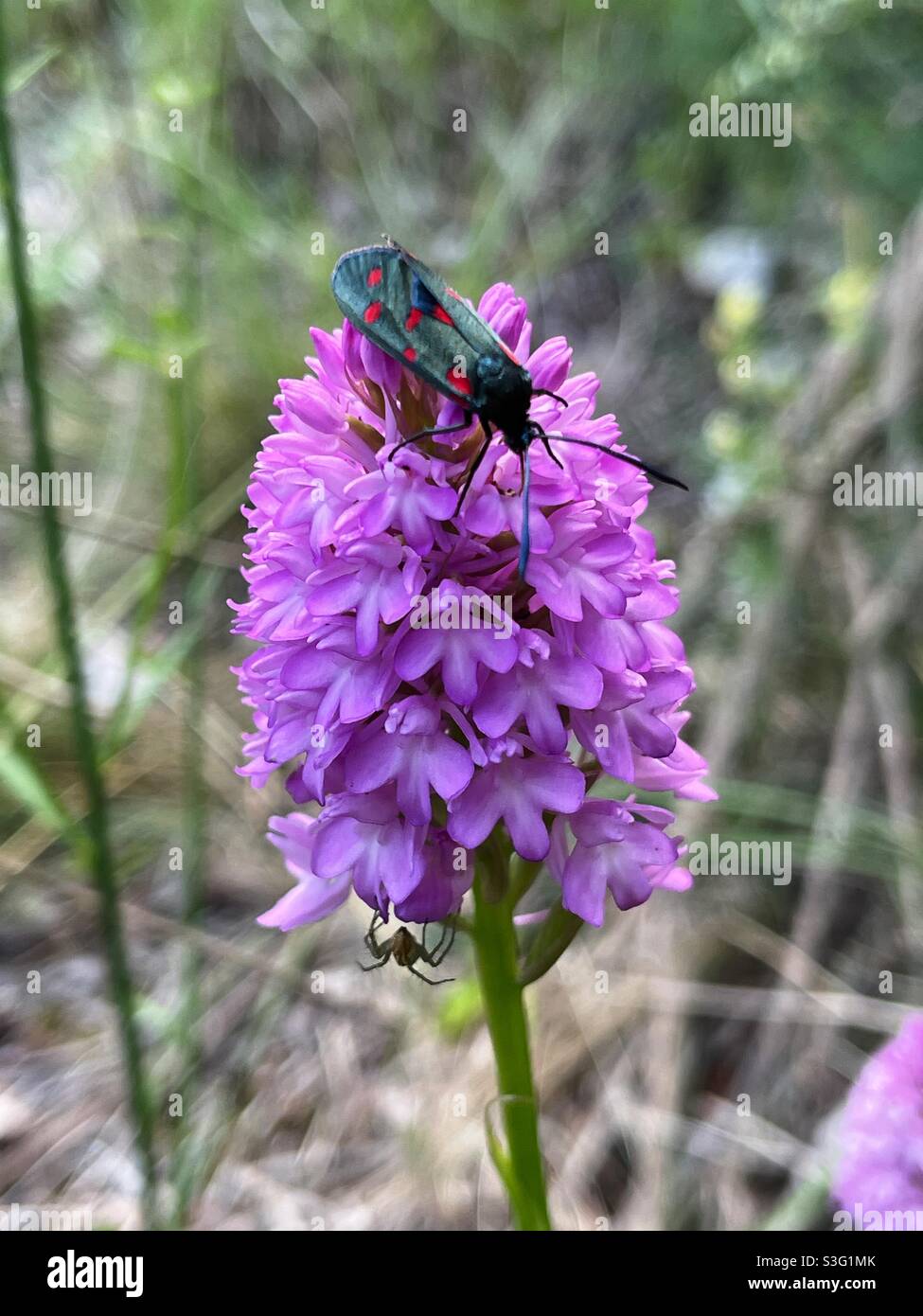 Insect on a purple flower during a summer day - Smartphone Captured Stock Image