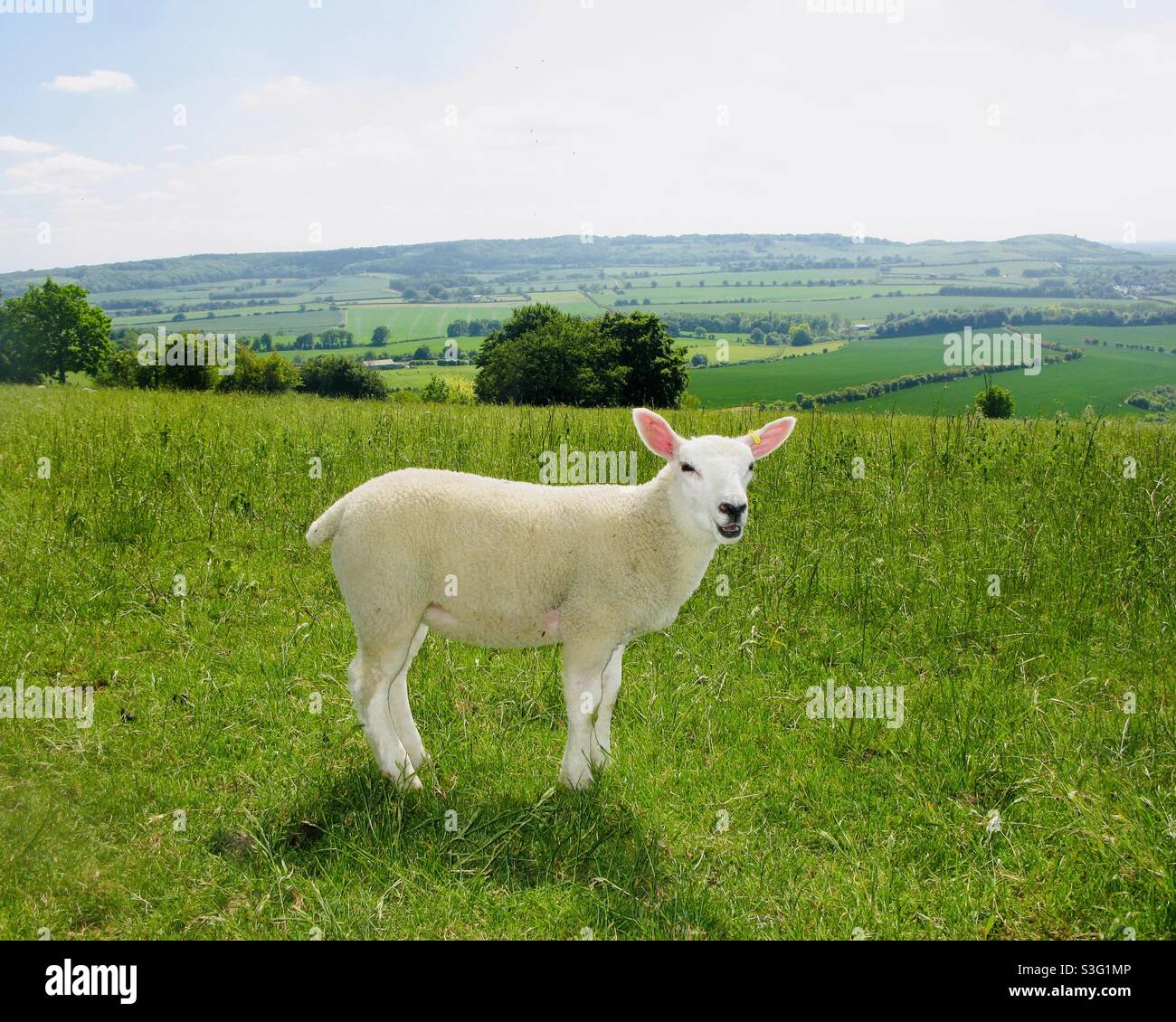 A lamb grazing on the green fields of Dunstable Downs, Bedfordshire, England. - Smartphone Captured Stock Image