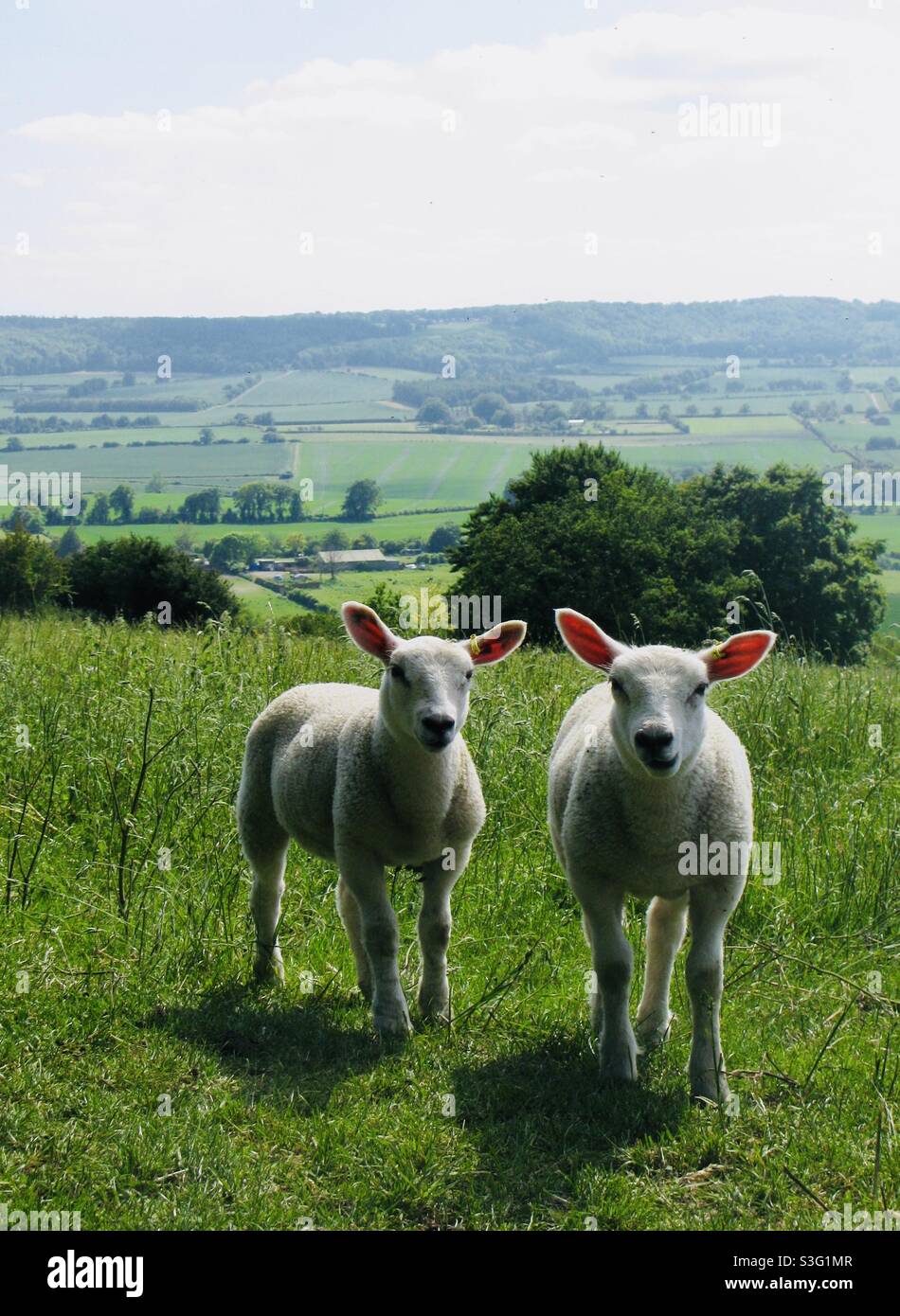 Two lambs grazing on the Dunstable Downs , Bedfordshire, England in June 2021. - Smartphone Captured Stock Image