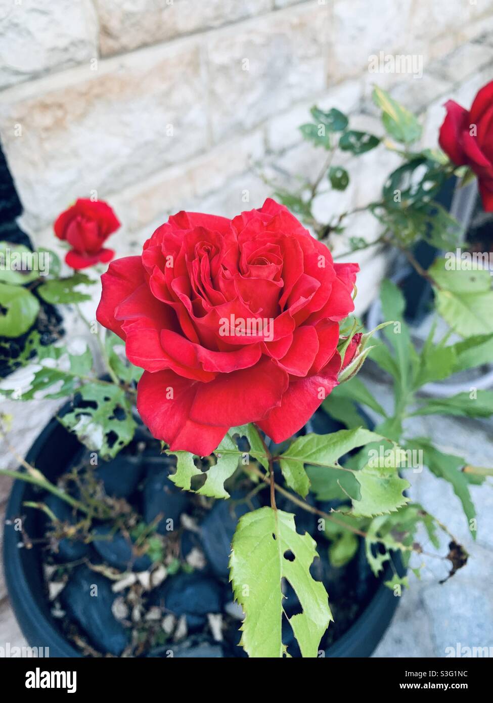 Fleur Rouge High Resolution Stock Photography And Images Alamy Fleur Rouge High Resolution Stock Photography And Images Alamy