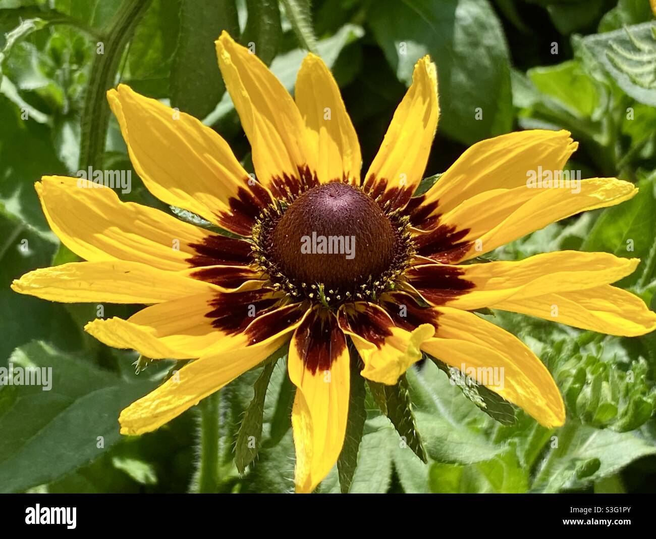 Cone flower plant Stock Photo Alamy