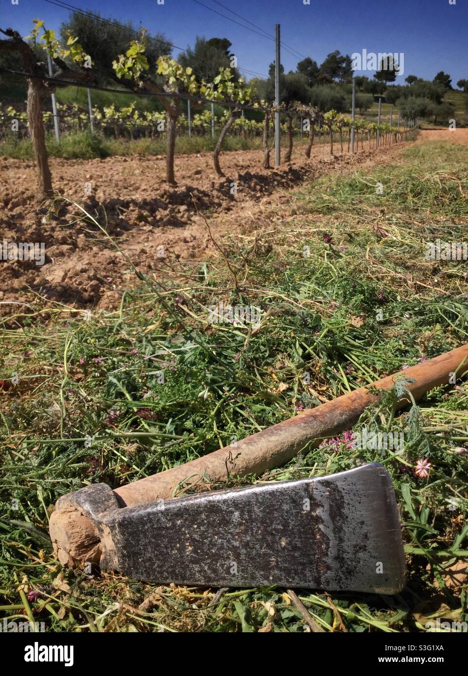 Hand weeding in the vineyard, Catalonia, Spain. Stock Photo