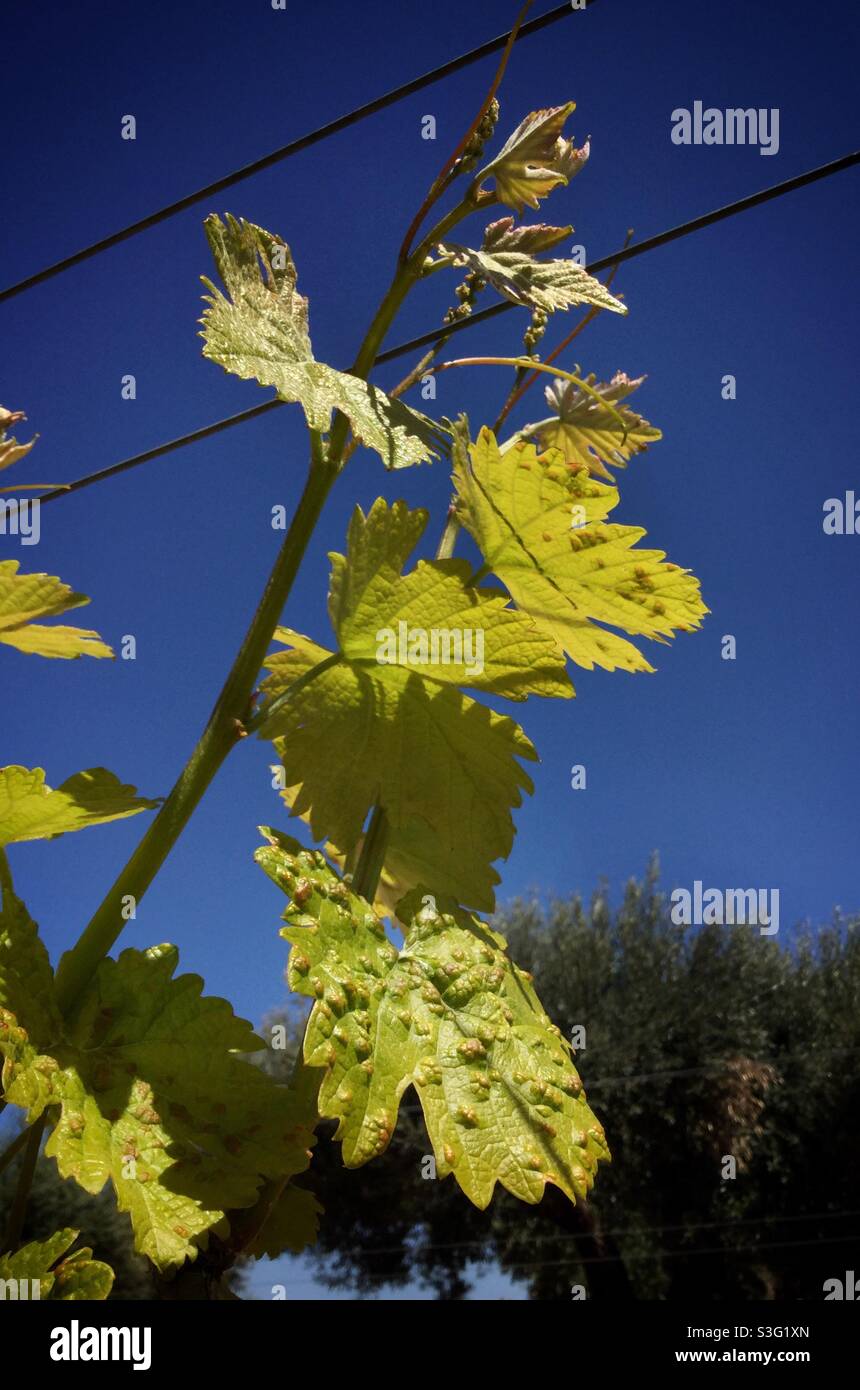 Erinose mite attacking vines in the vineyard, Catalonia, Spain. Stock Photo