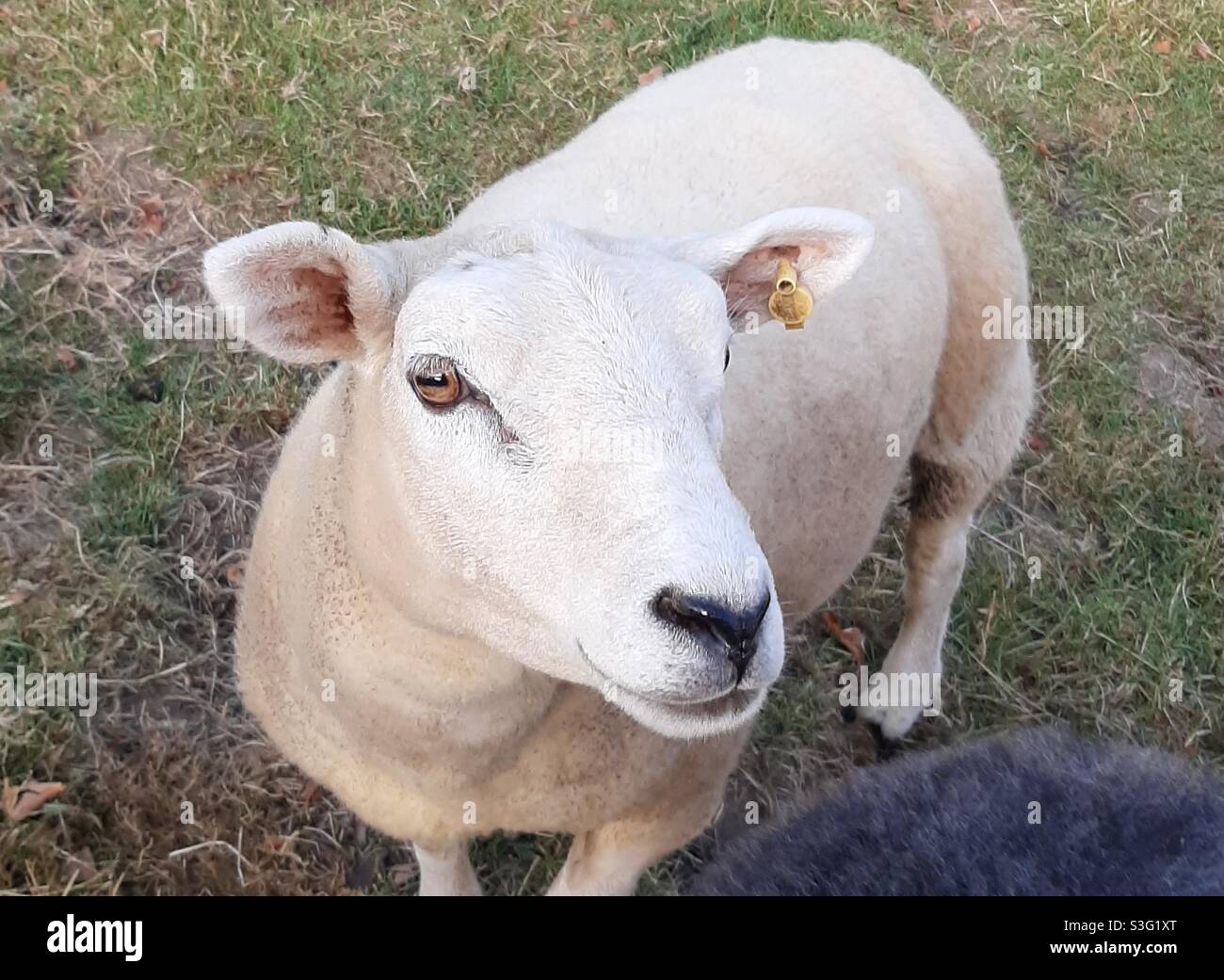 A sheared sheep in a field Stock Photo