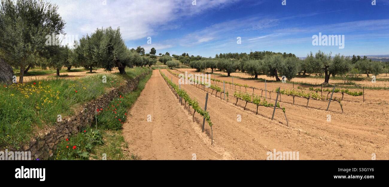 Springtime in the vineyard, Catalonia, Spain Stock Photo