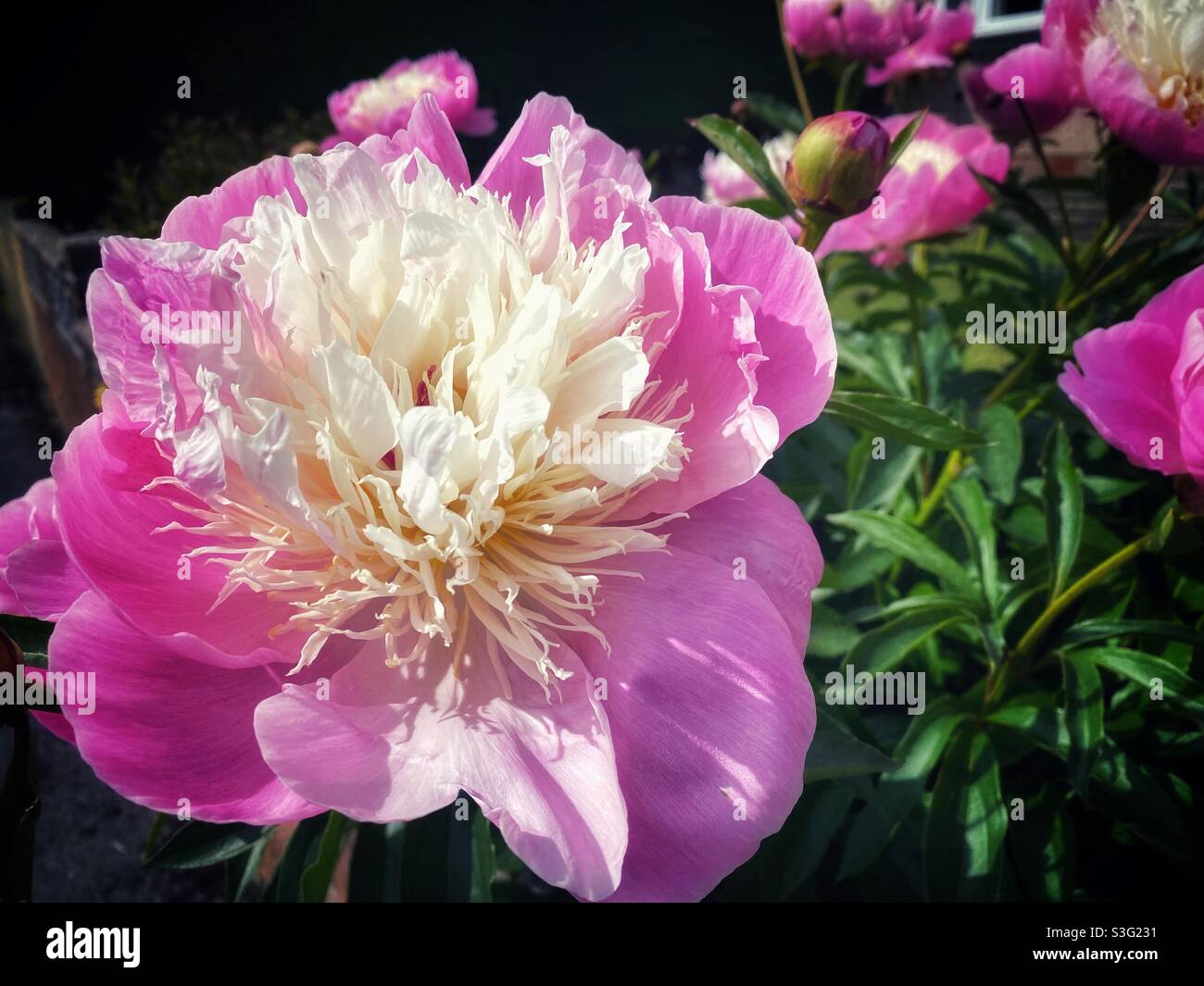 A close up photograph of a vivid vibrant pink and white flower, stunning summer petals - Smartphone Captured Stock Image