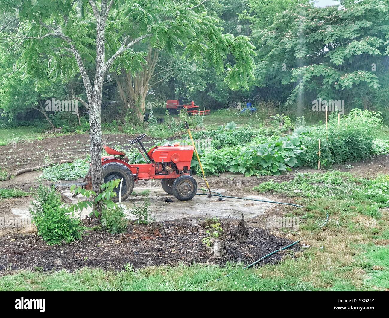 Small orange tractor parked beside lush, tidy vegetable garden- June - Smartphone Captured Stock Image
