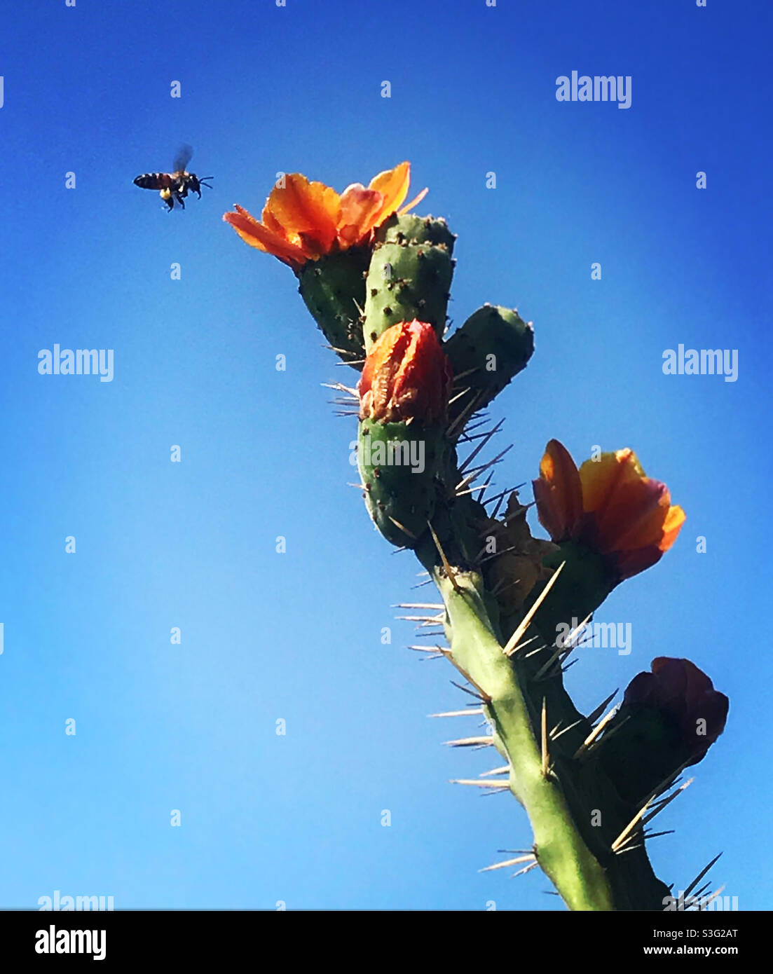 A honey bee flies by a cactus with flowers in the desert in Queretaro