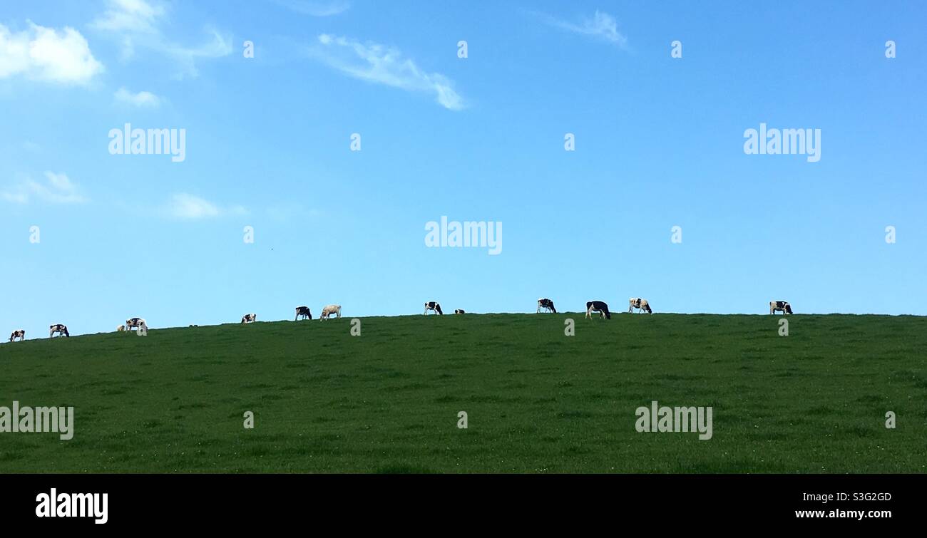Cows in a line in a field on the horizon Stock Photo