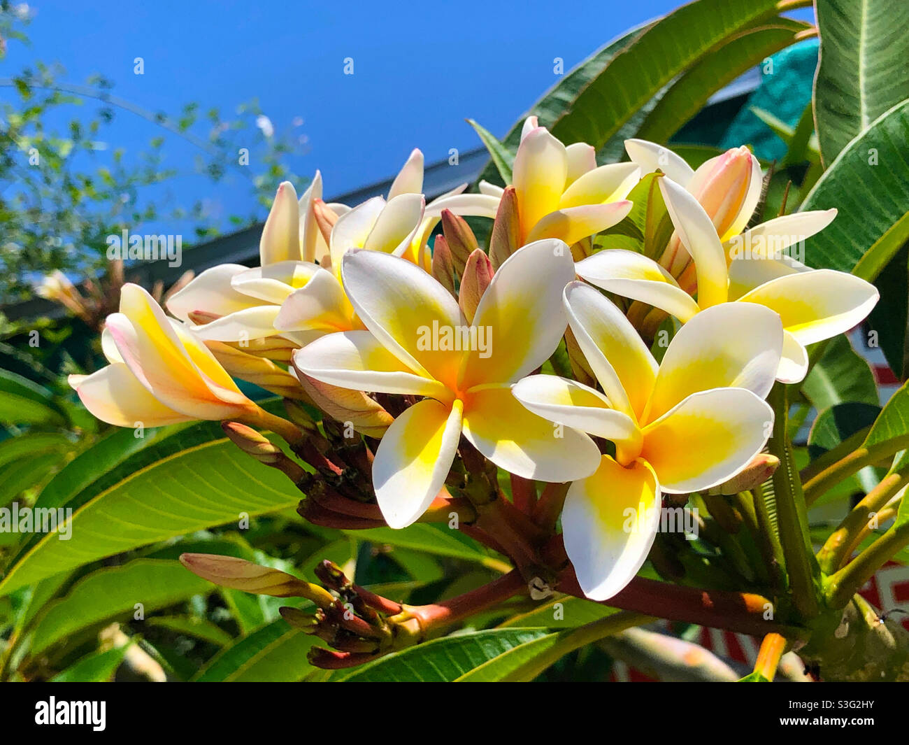 Frangipani growing in Limassol Cyprus. - Smartphone Captured Stock Image