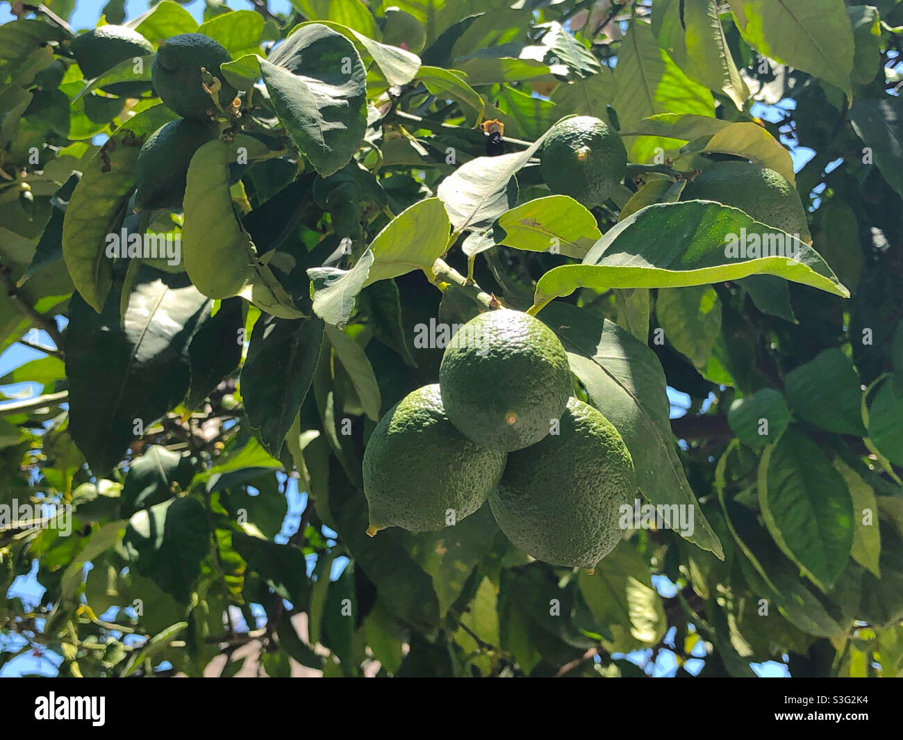 Limes growing in Limassol, Cyprus Stock Photo