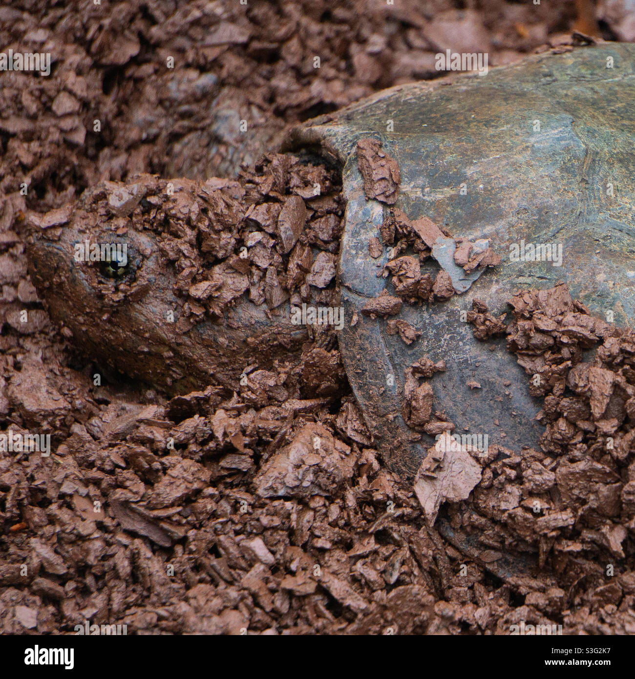 Mother common snapping turtle laying eggs in a shale pit Stock Photo