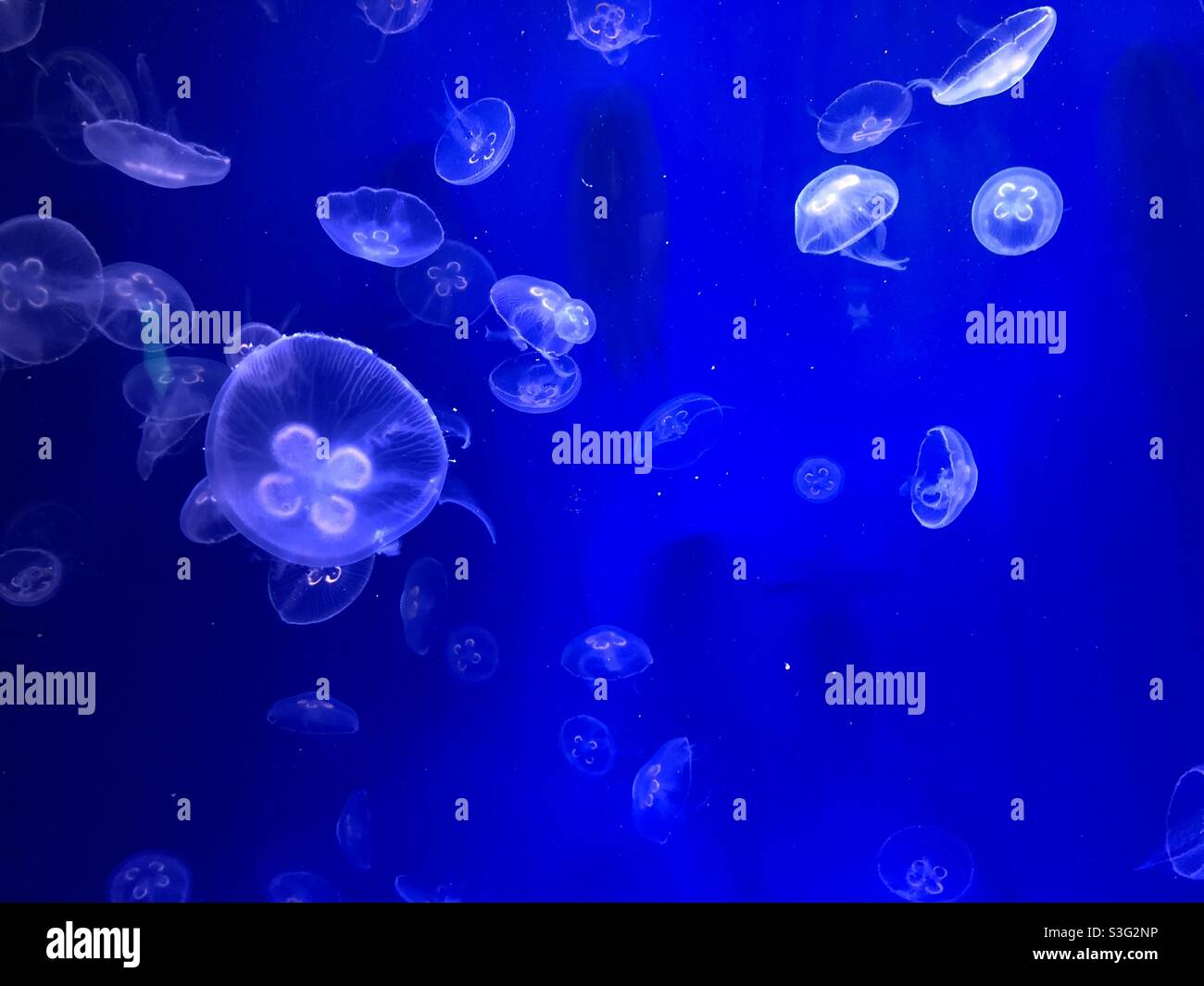 Jellyfish Stock Photo