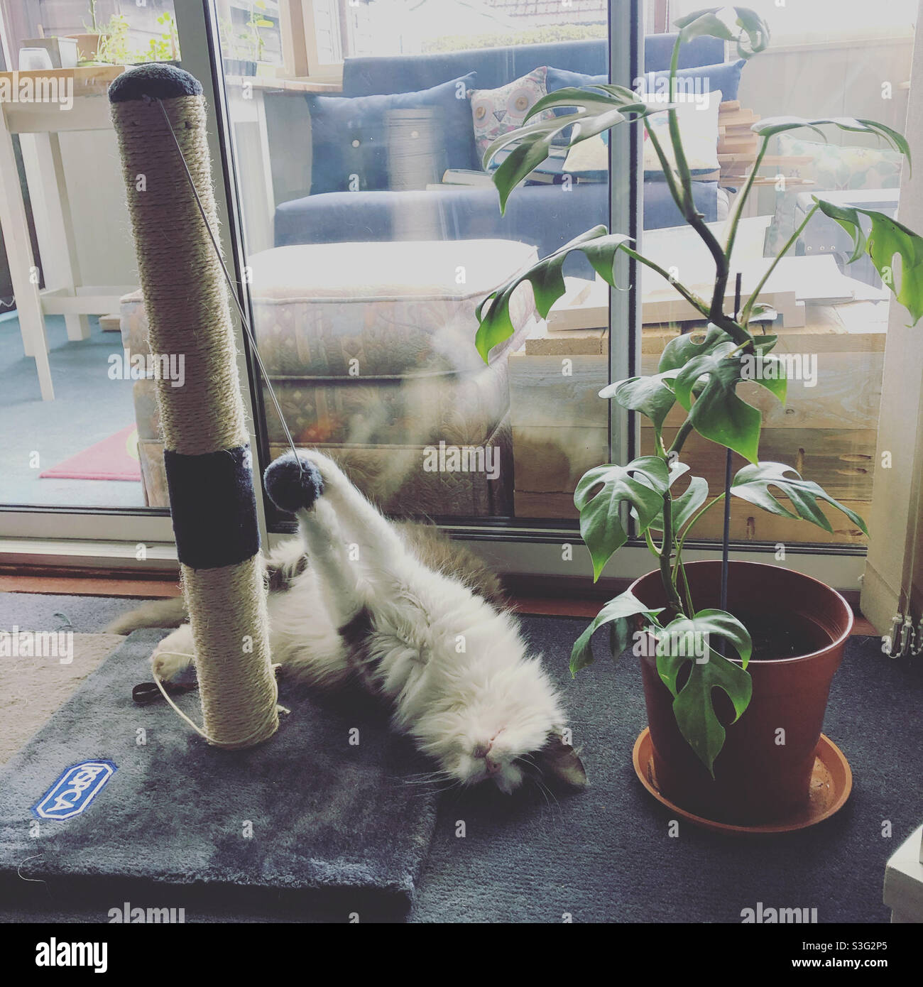 Playful cat, upside down, christening her new scratching post. - Smartphone Captured Stock Image