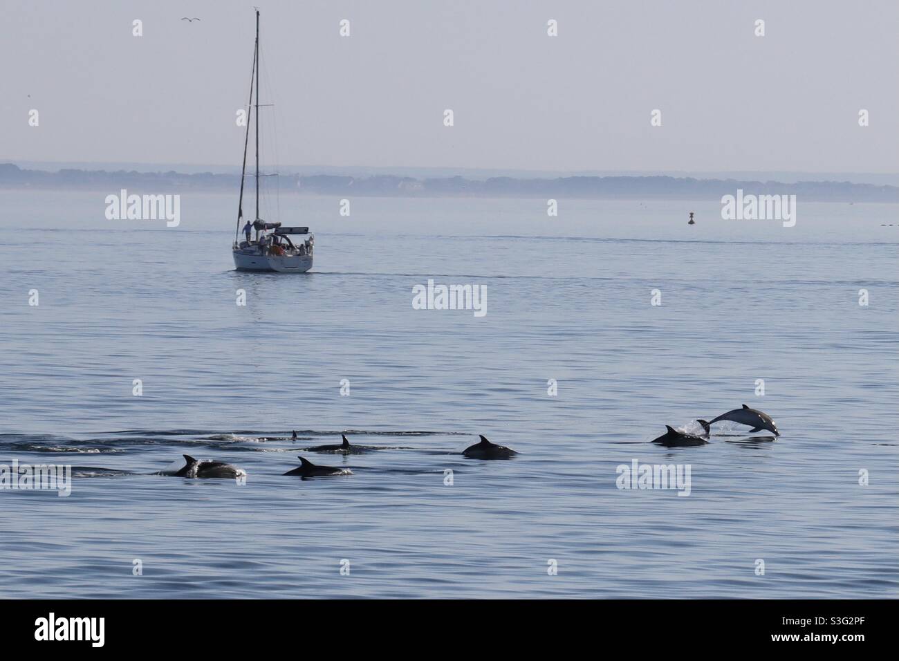 a group of dolphins swims near a sailboat near the island of houat in Brittany , Morbihan - Smartphone Captured Stock Image