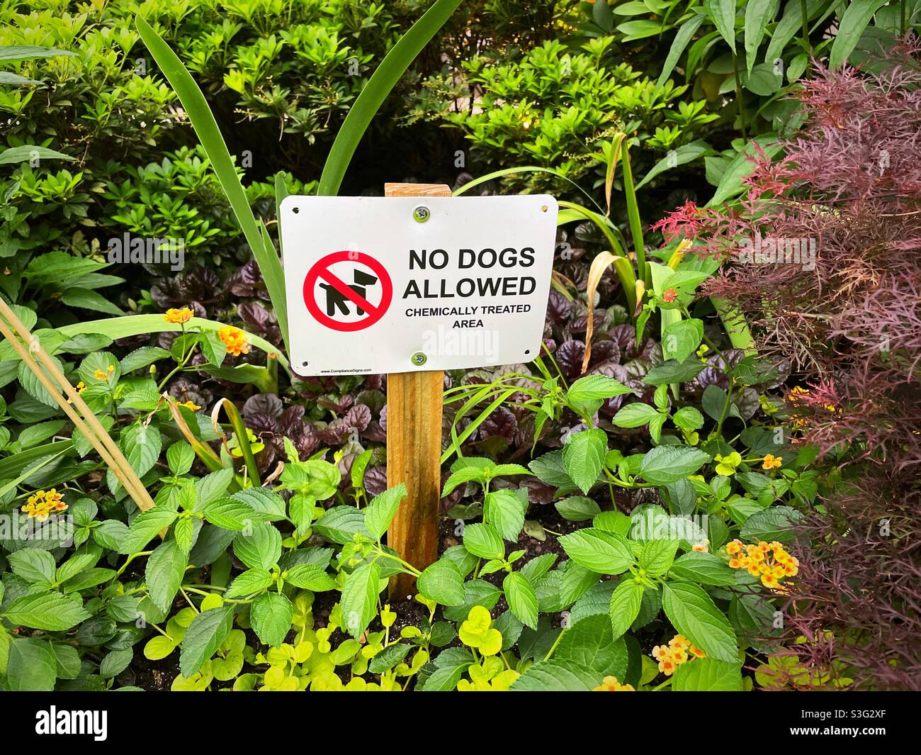 No dogs allowed sign due to chemically treated area posted in a garden, USA - Smartphone Captured Stock Image