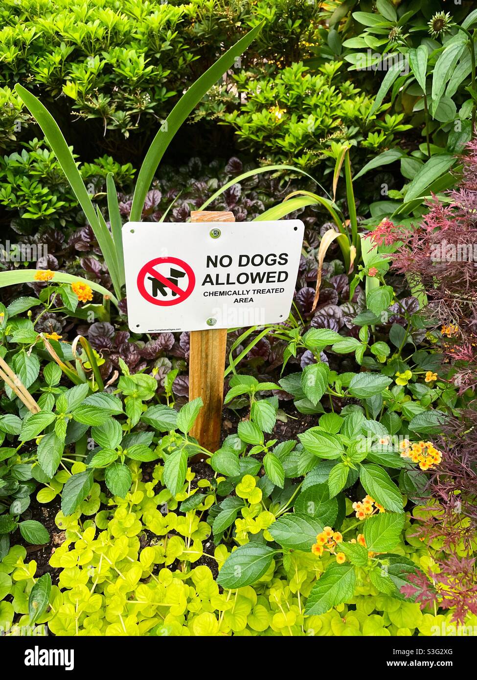 No dogs allowed sign because chemically treated area, USA - Smartphone Captured Stock Image