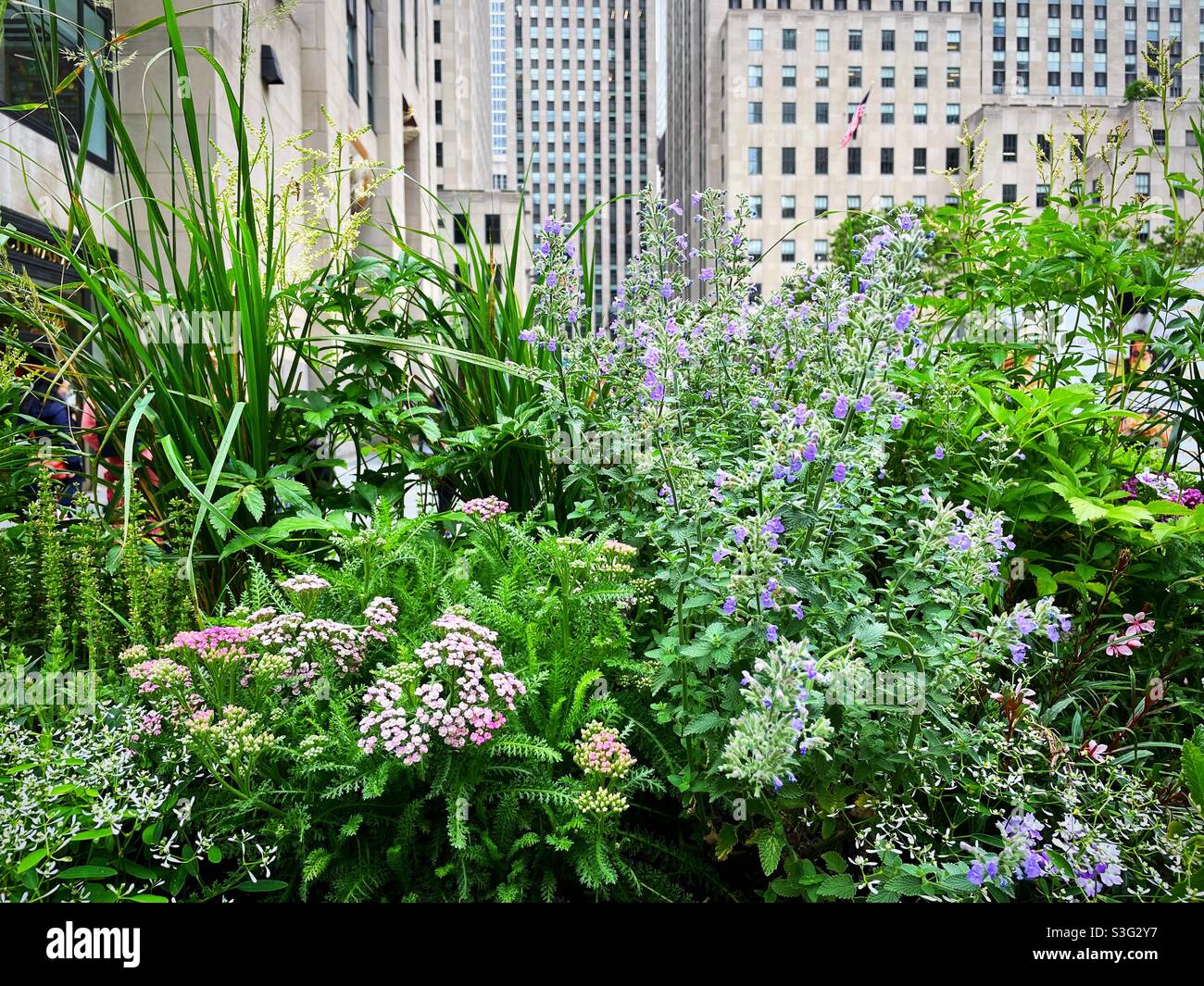 Close up of flowers and landscaping pots in Rockefeller Center,, NYC, USA - Smartphone Captured Stock Image