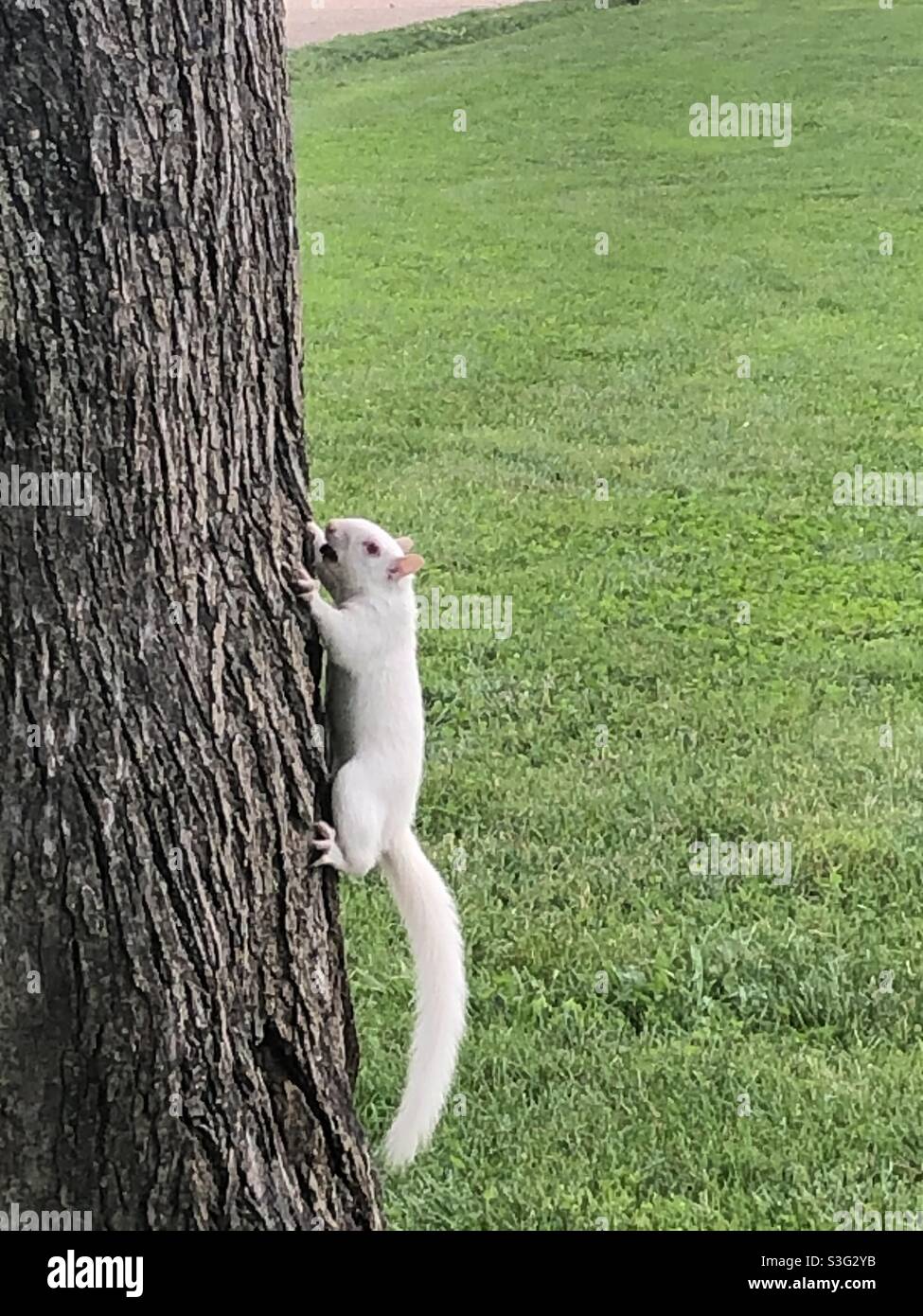 Albino squirrel climbing a tree Stock Photo