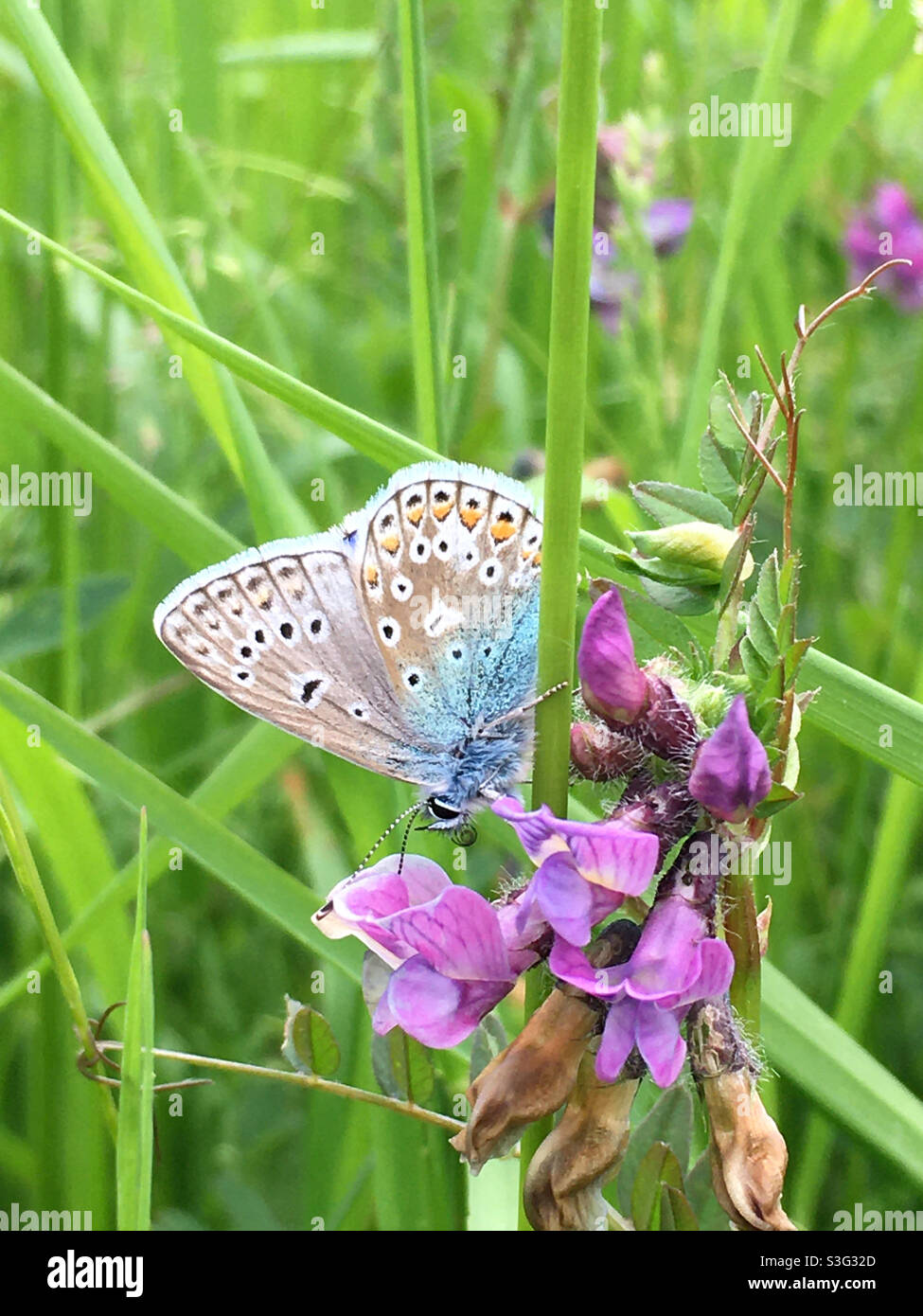 Common blue - Smartphone Captured Stock Image