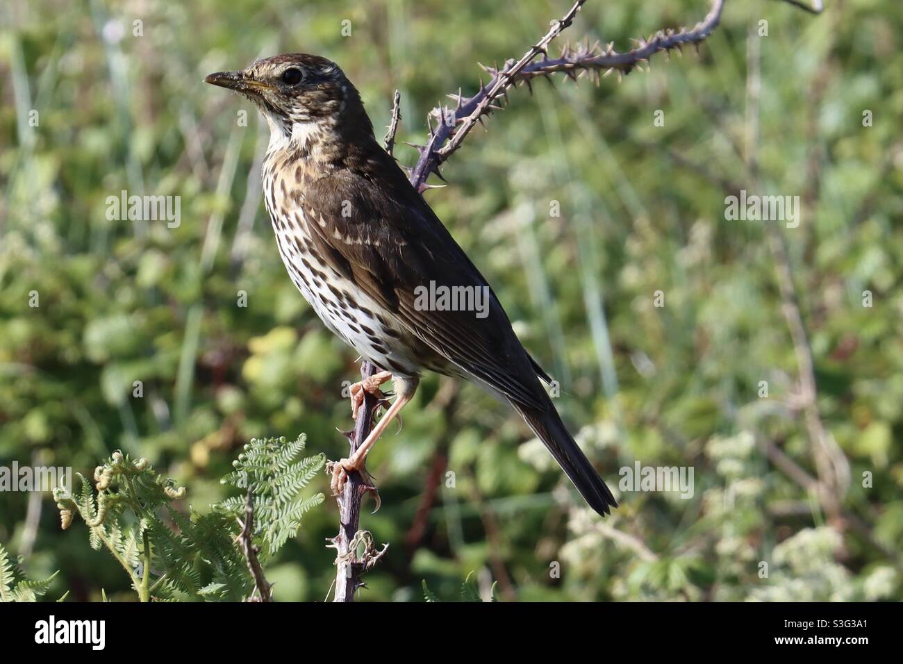 A speckled thrush bird sitting on a branch in Brittany at the island of Houa - Smartphone Captured Stock Image