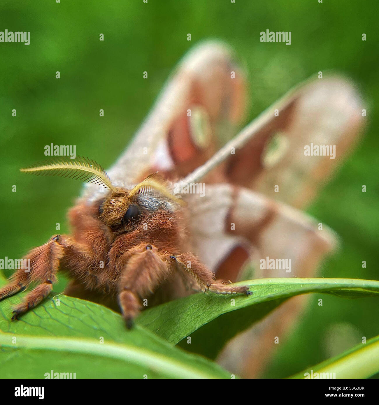Polyphemus moth Stock Photo